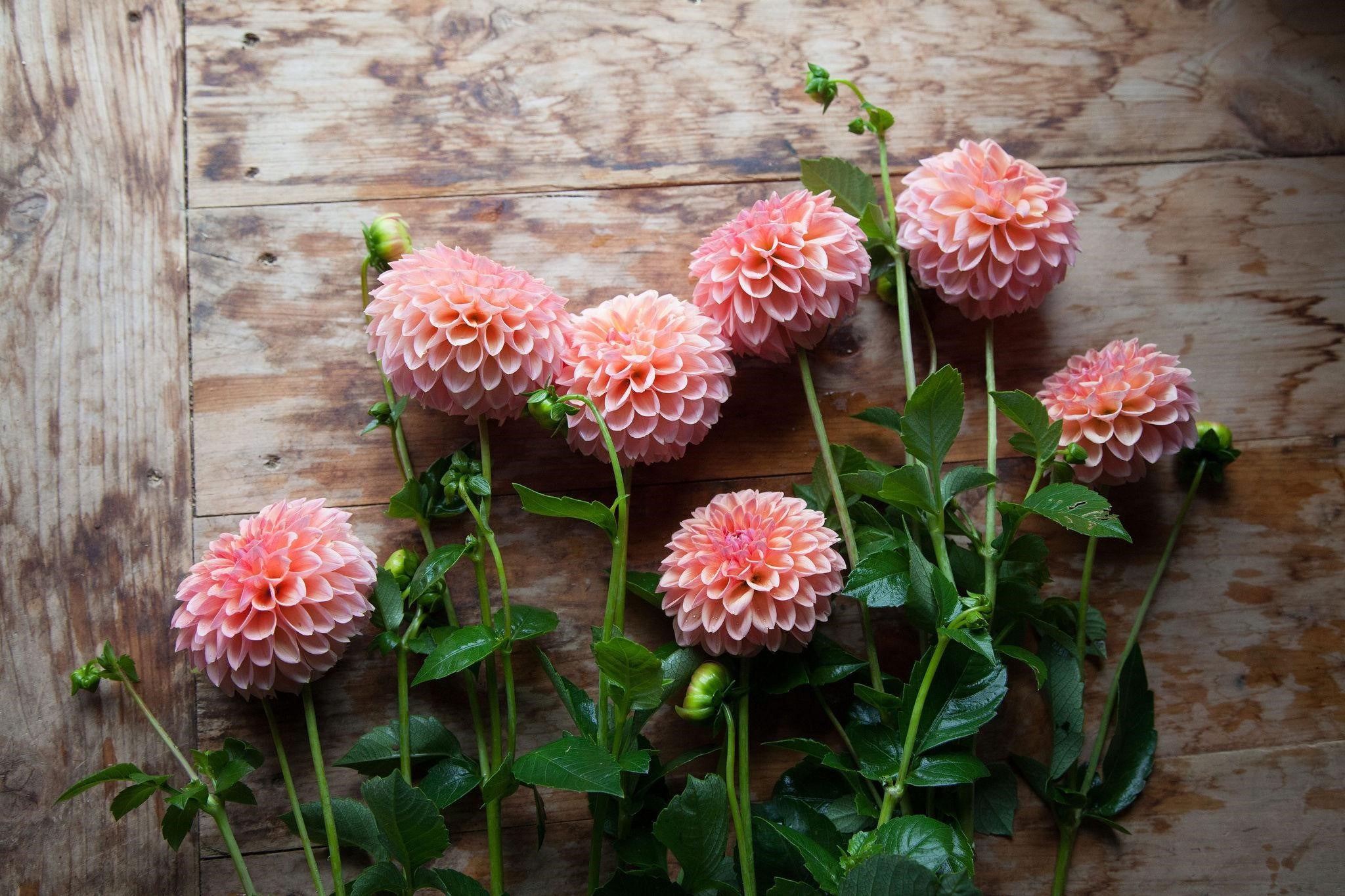 Pink and yellow Dahlia Tubers