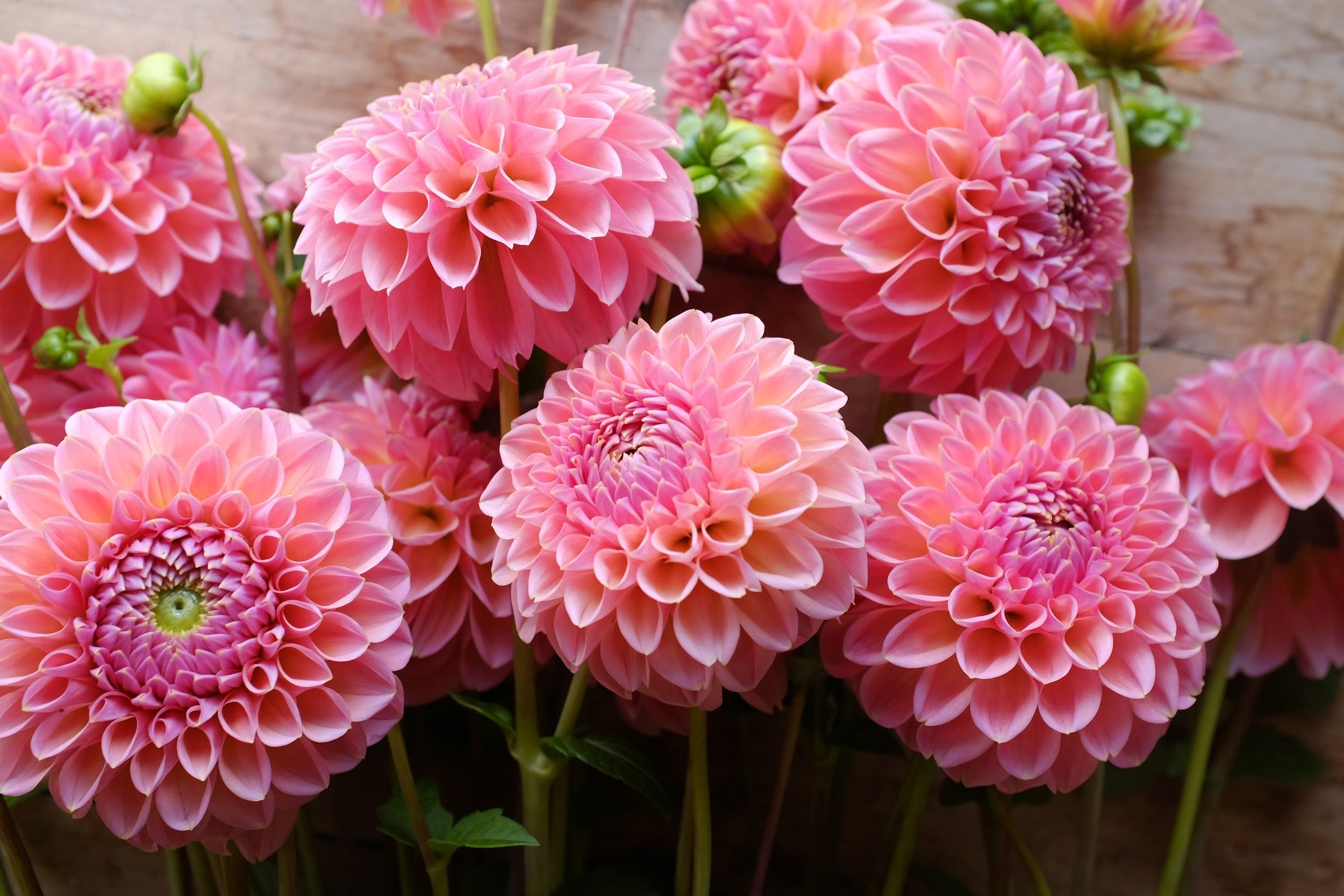Pink and yellow Dahlia Tubers