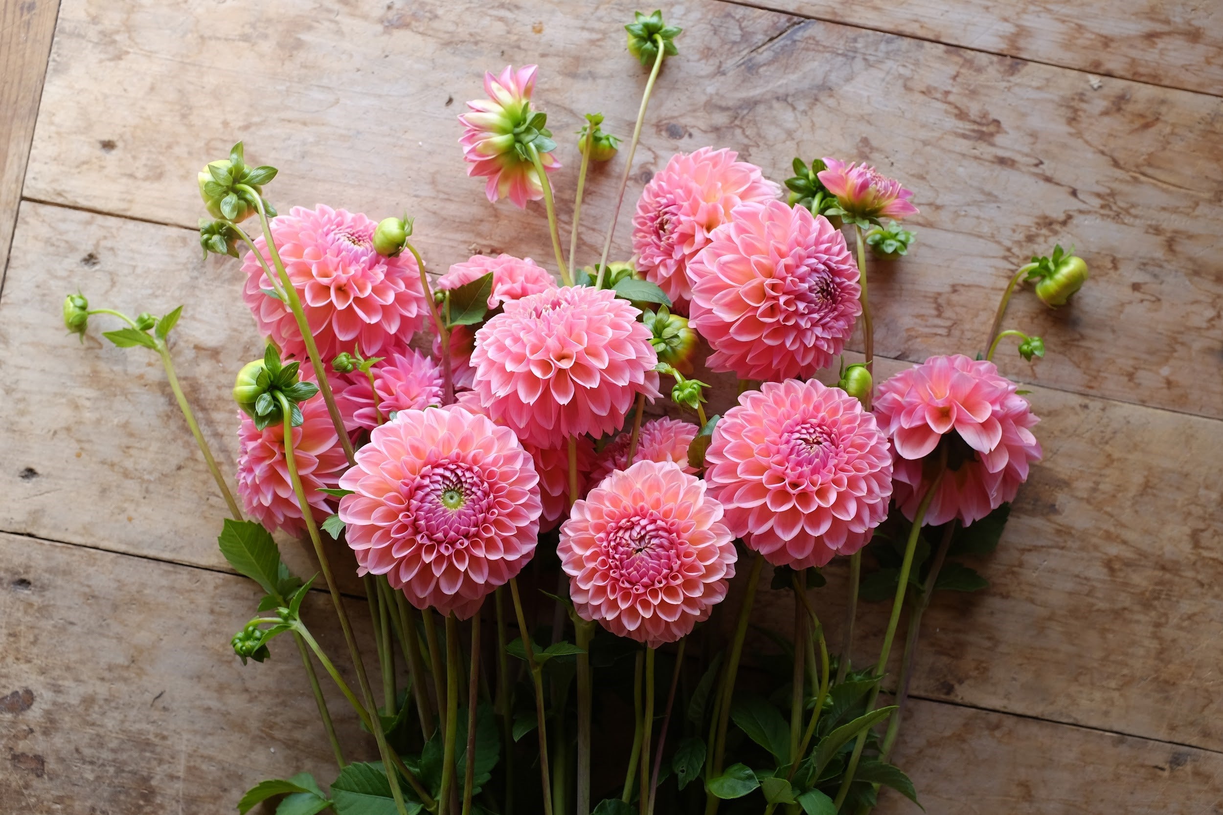 Pink and yellow Dahlia Tubers
