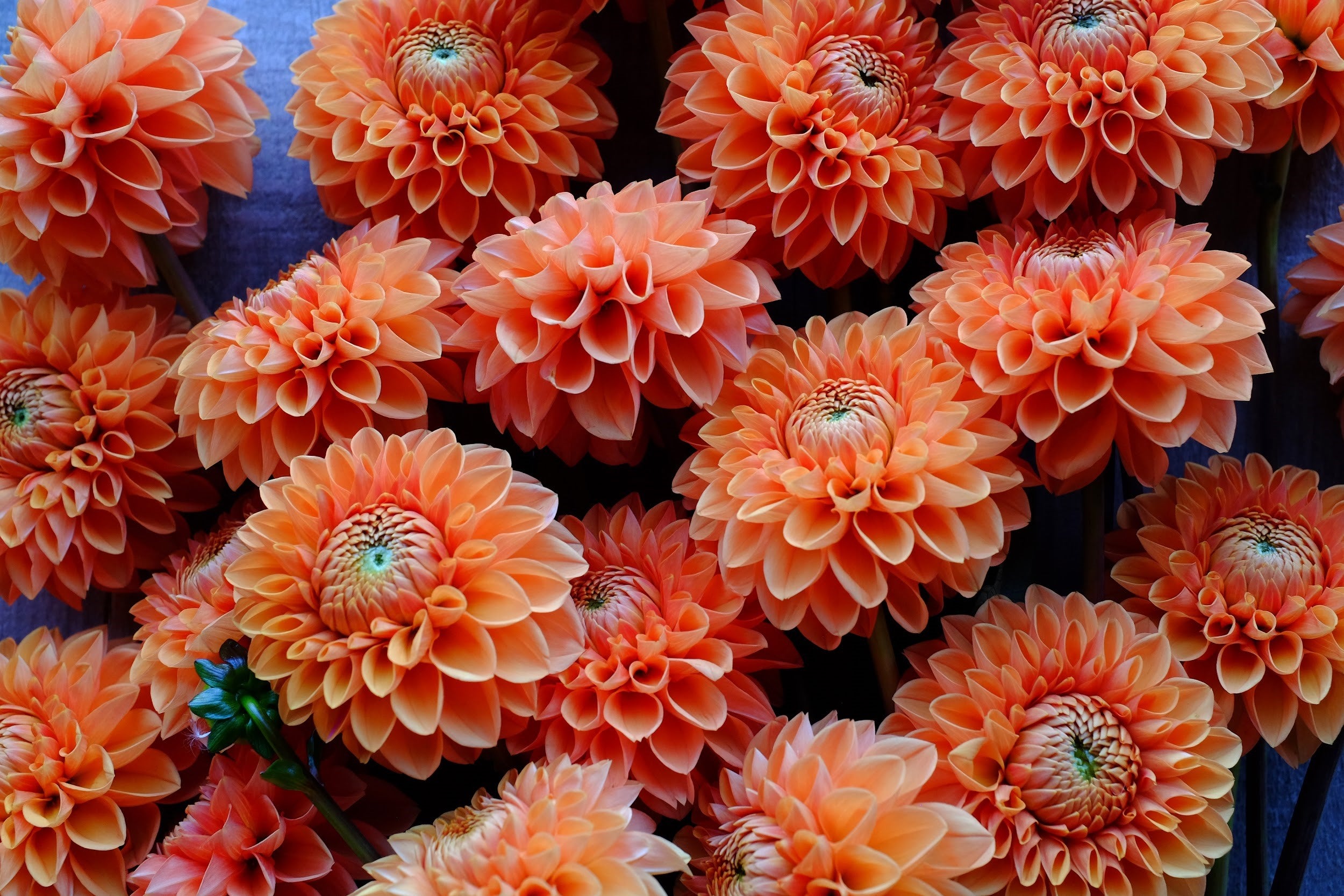 Bright orange Dahlia Tubers