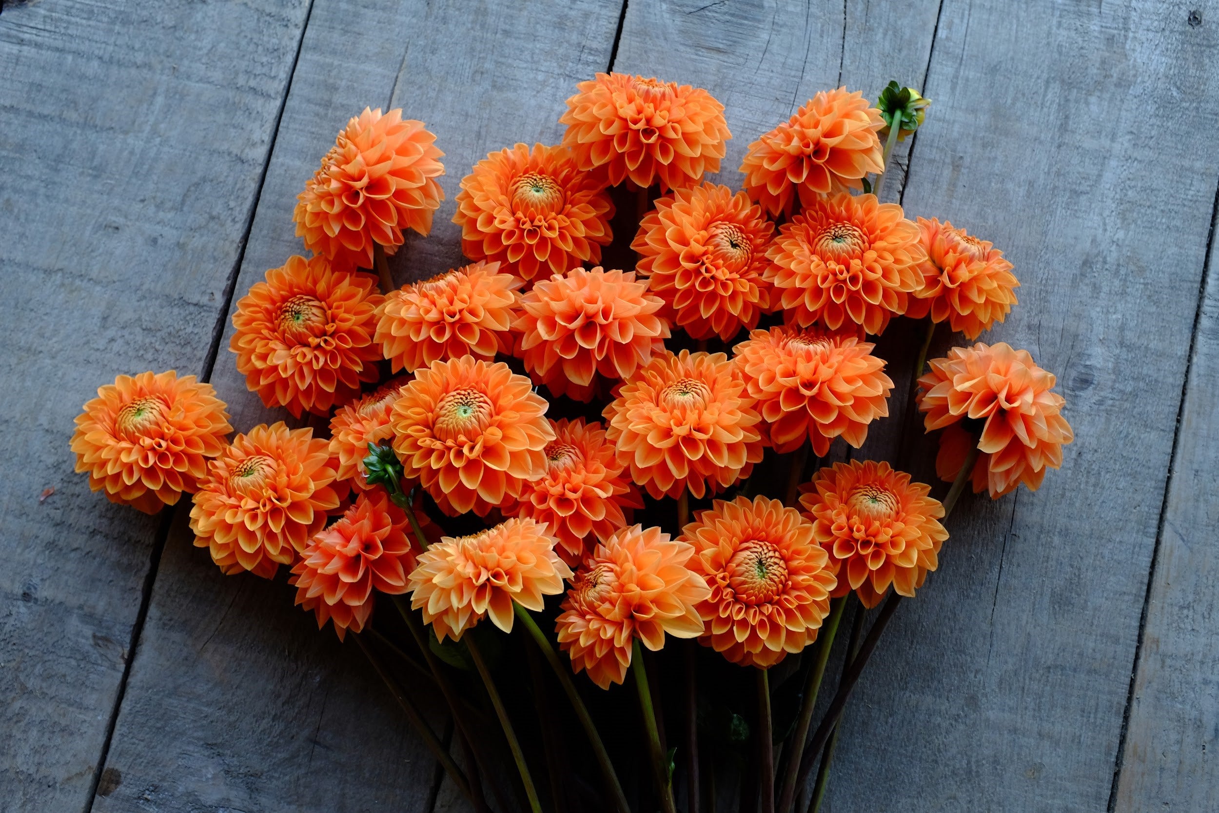 Bright orange Dahlia Tubers