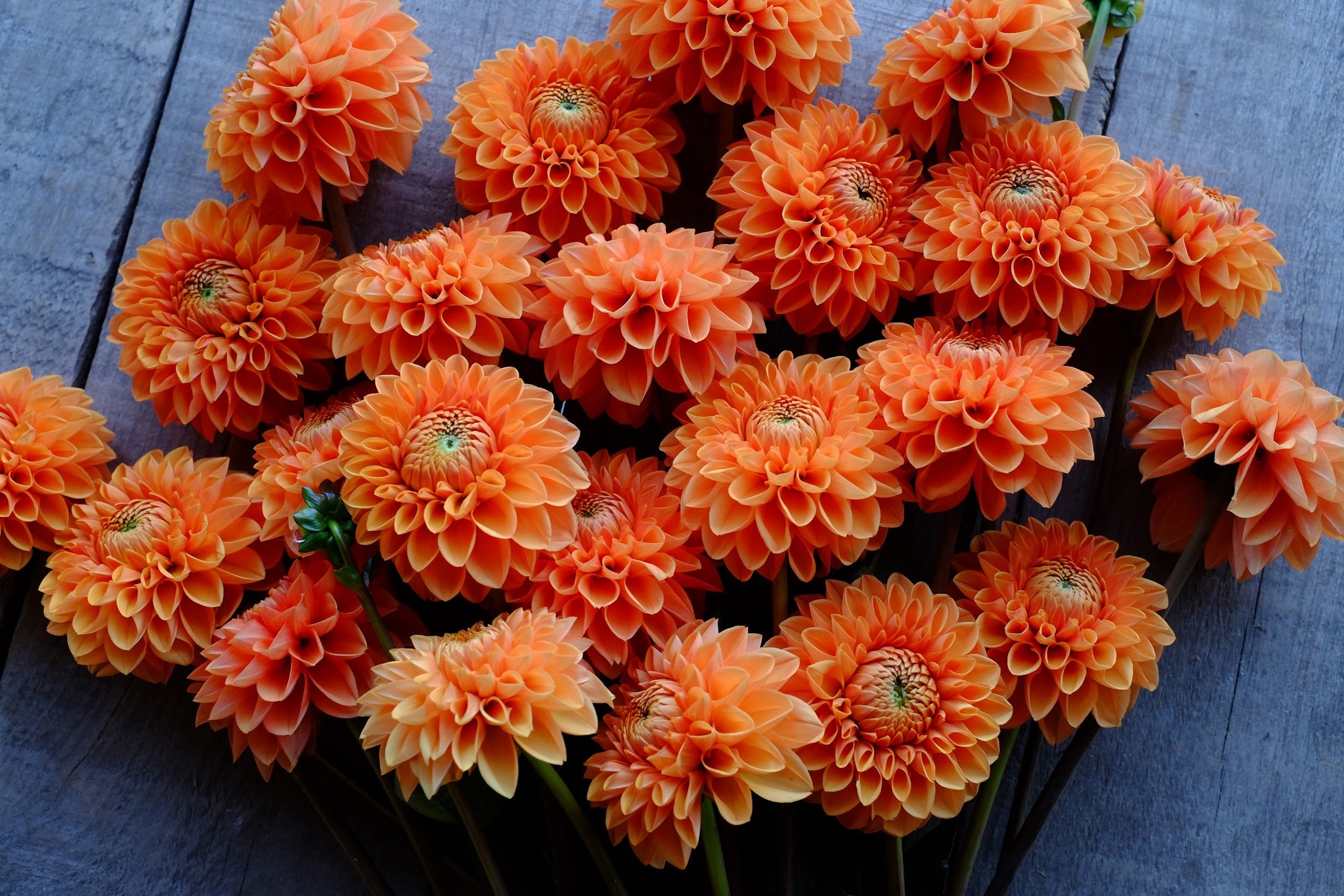 Bright orange Dahlia Tubers