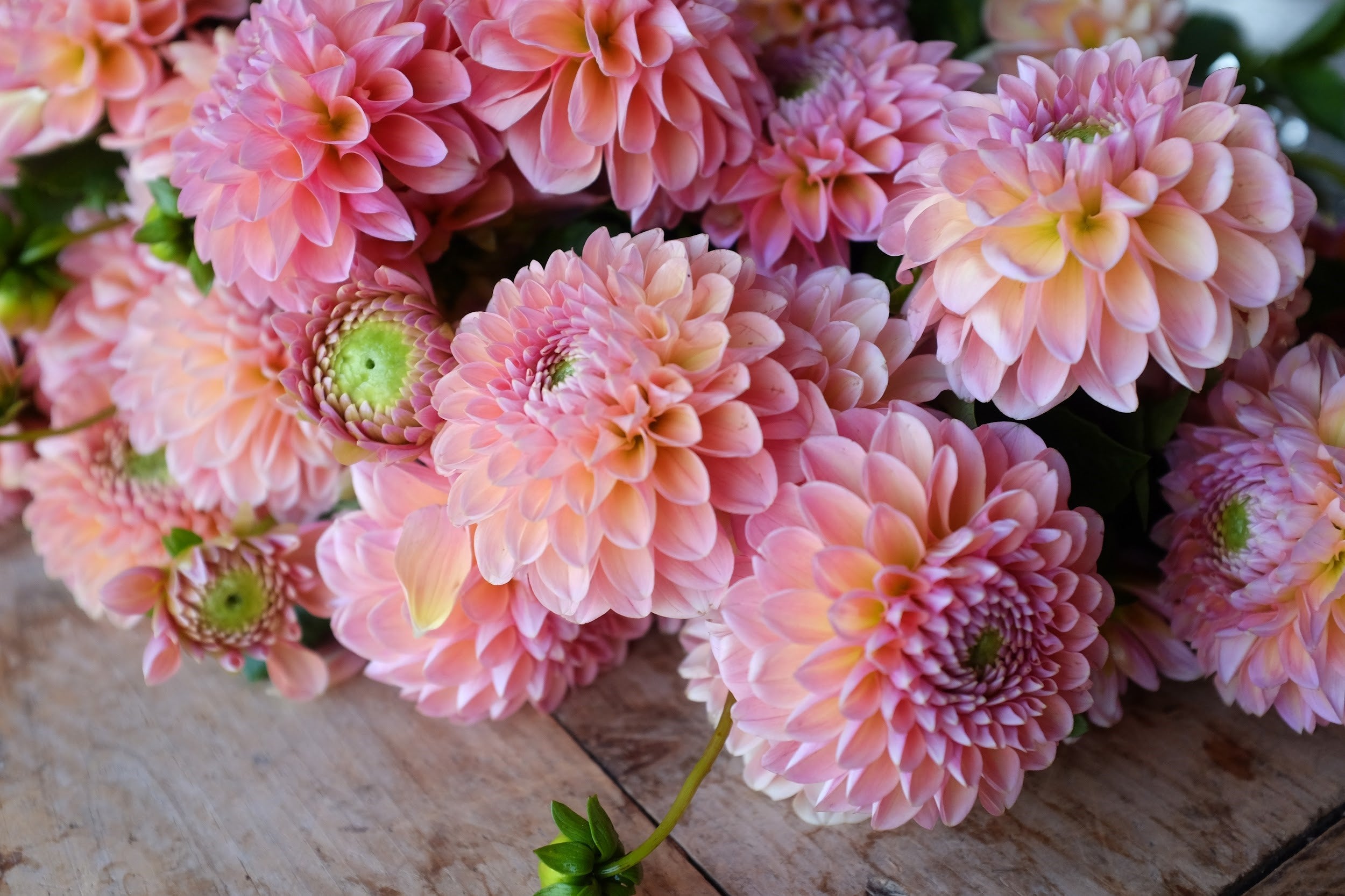 Peachy pink Dahlia Tubers