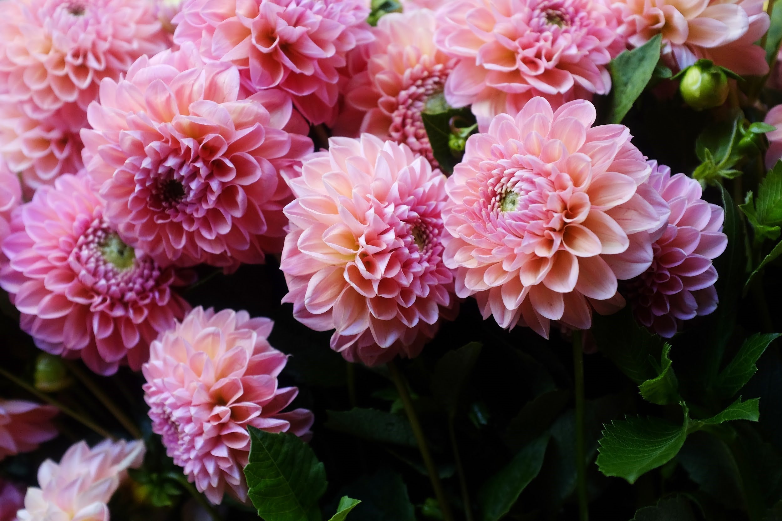 Peachy pink Dahlia Tubers