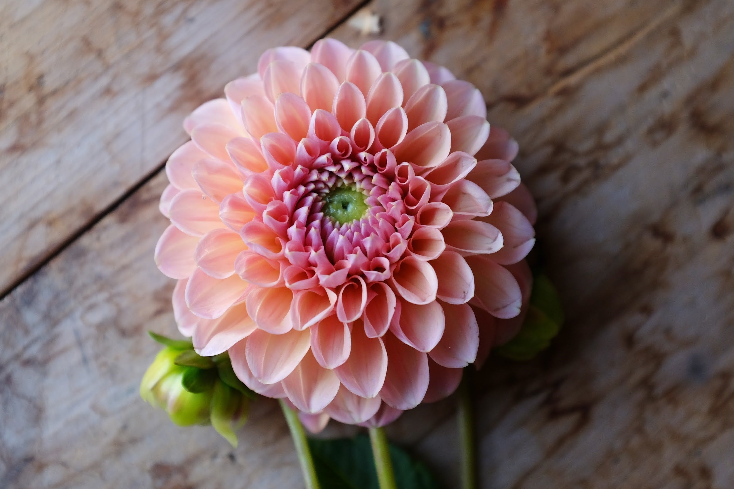 Peachy pink Dahlia Tubers