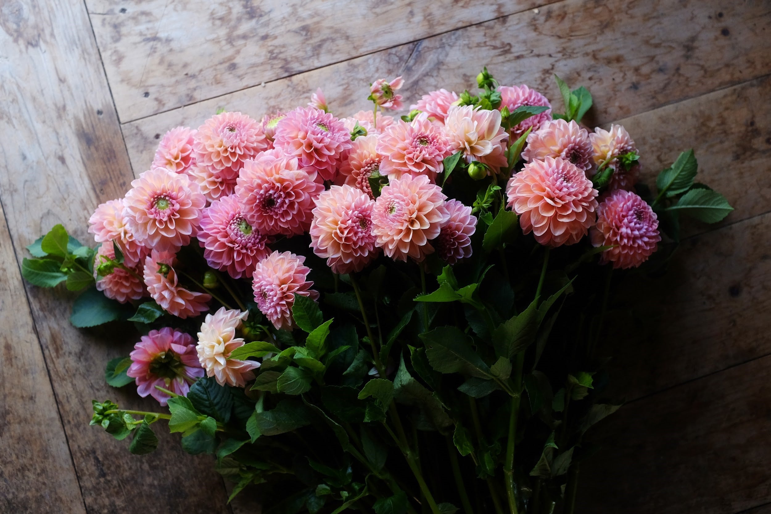 Peachy pink Dahlia Tubers