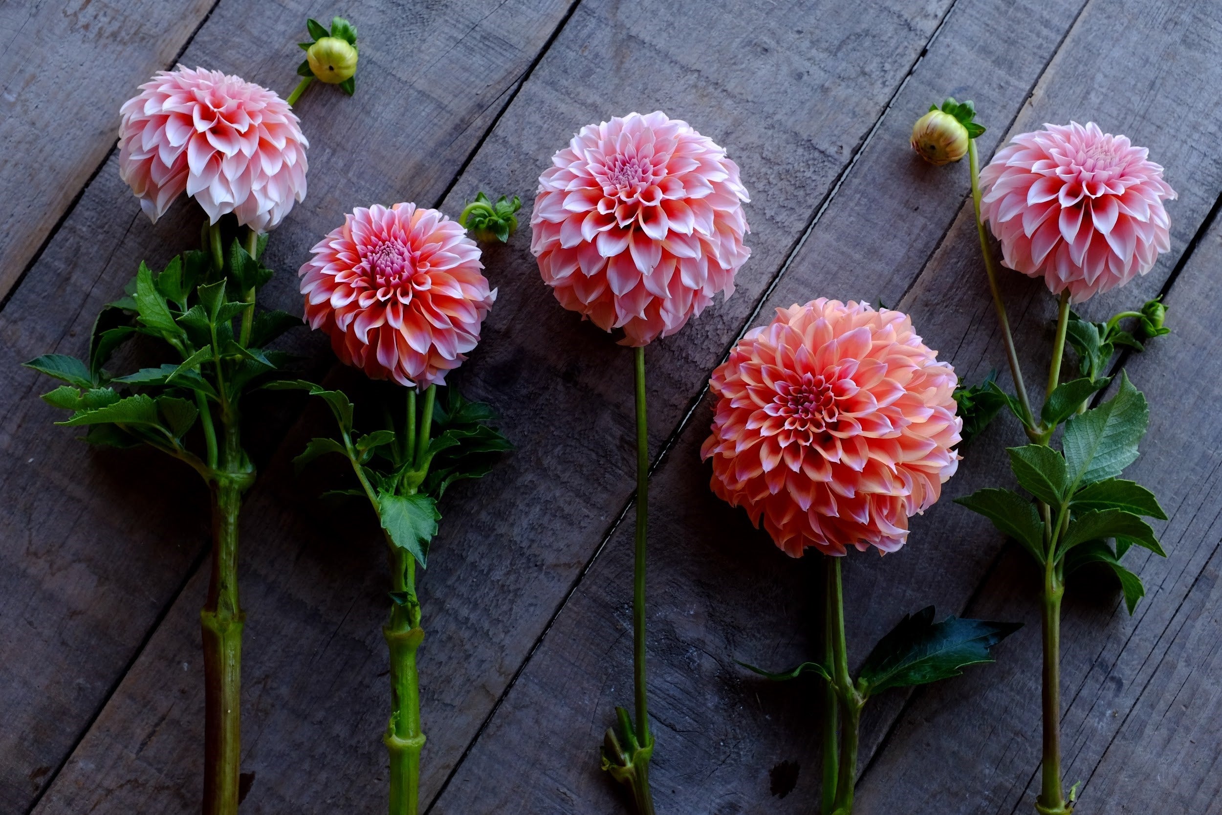 Orange, pink and blush Dahlia Tubers