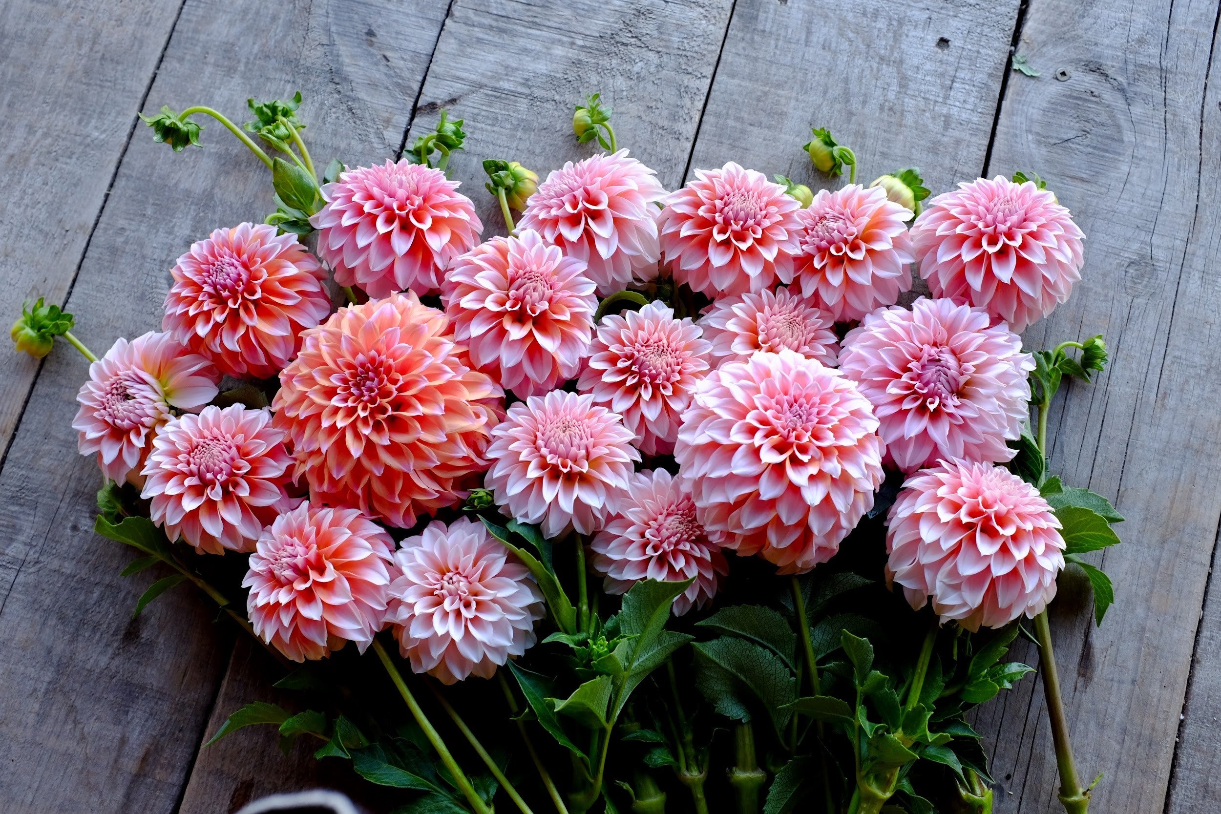 Orange, pink and blush Dahlia Tubers