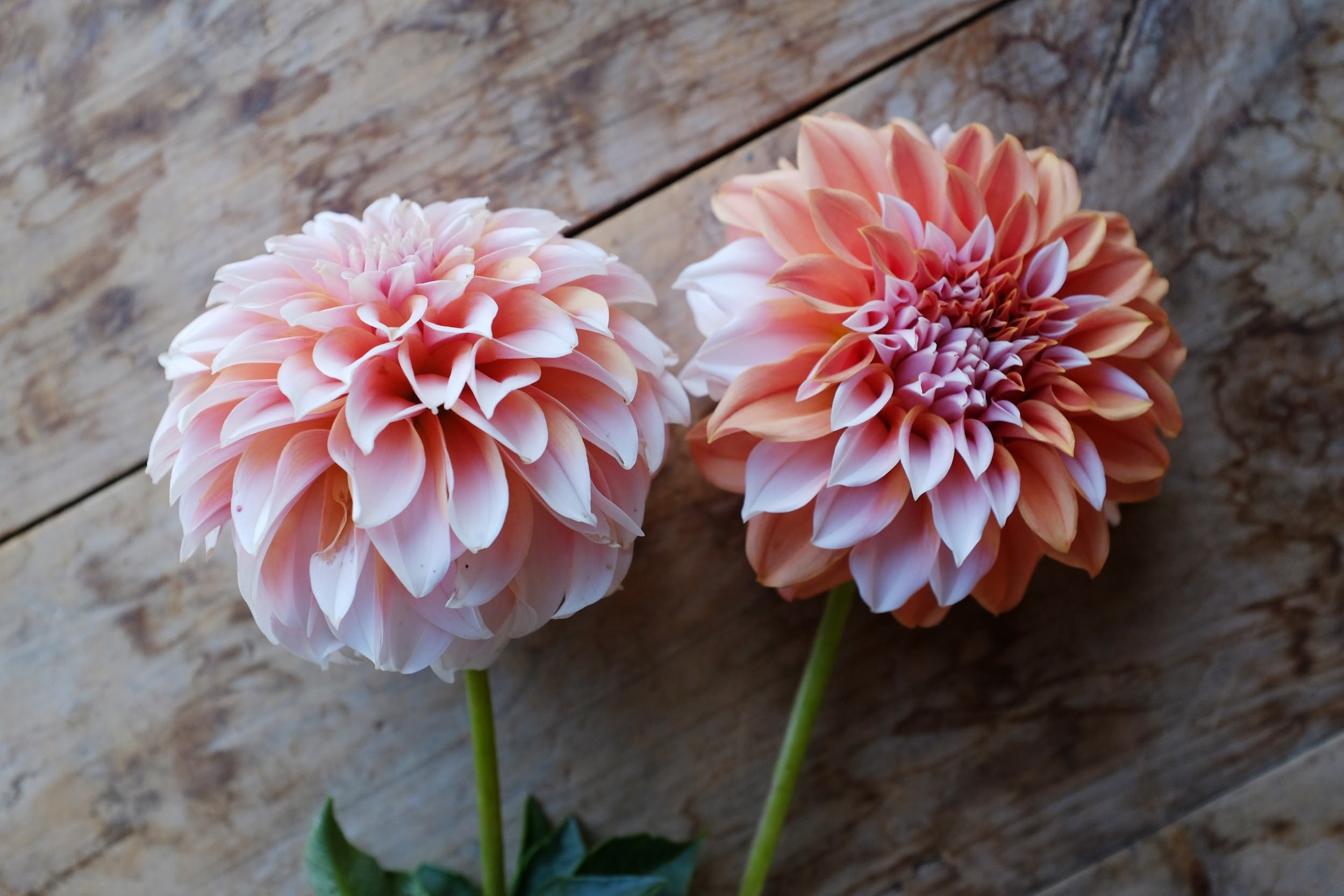 Orange, pink and blush Dahlia Tubers