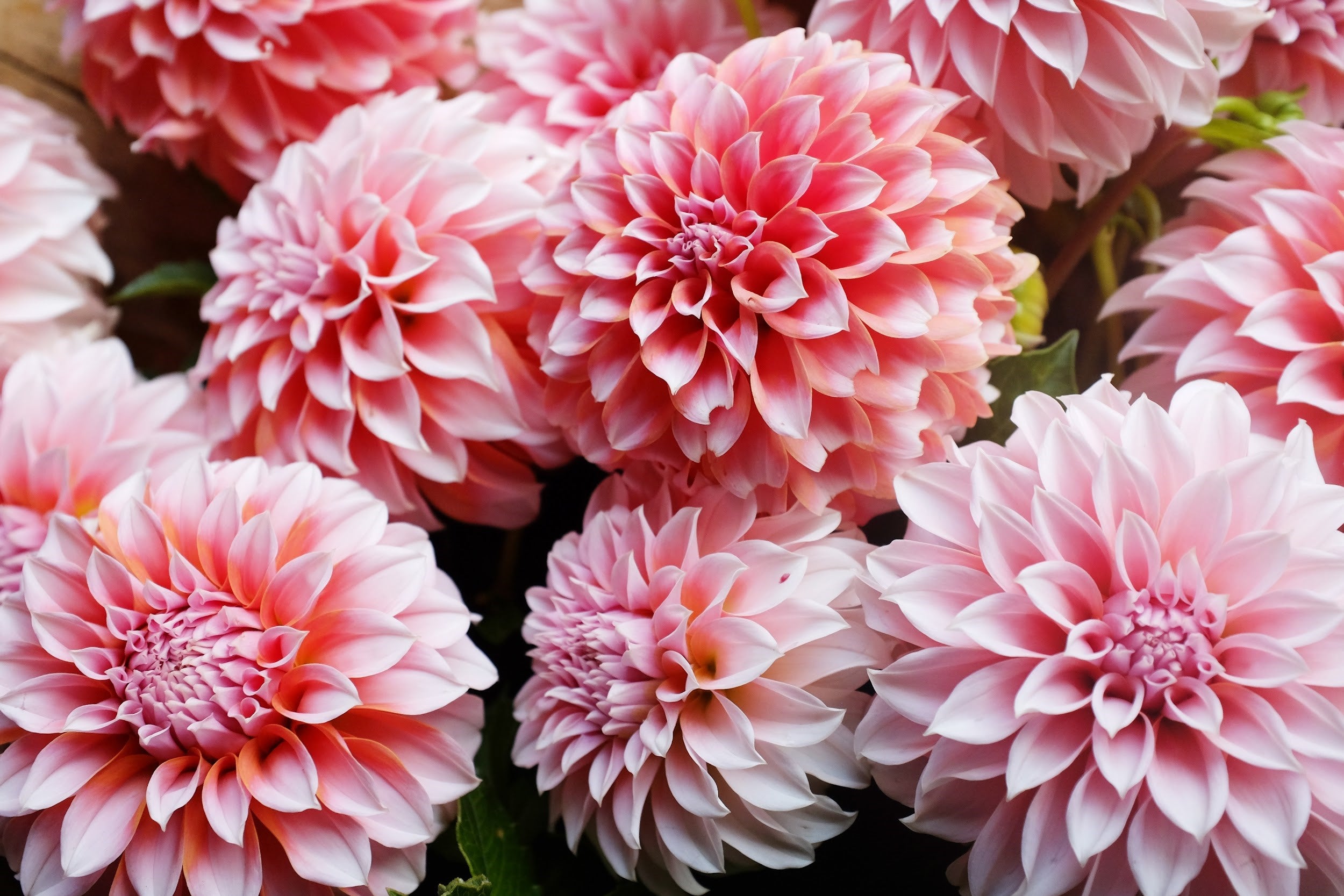 Orange, pink and blush Dahlia Tubers