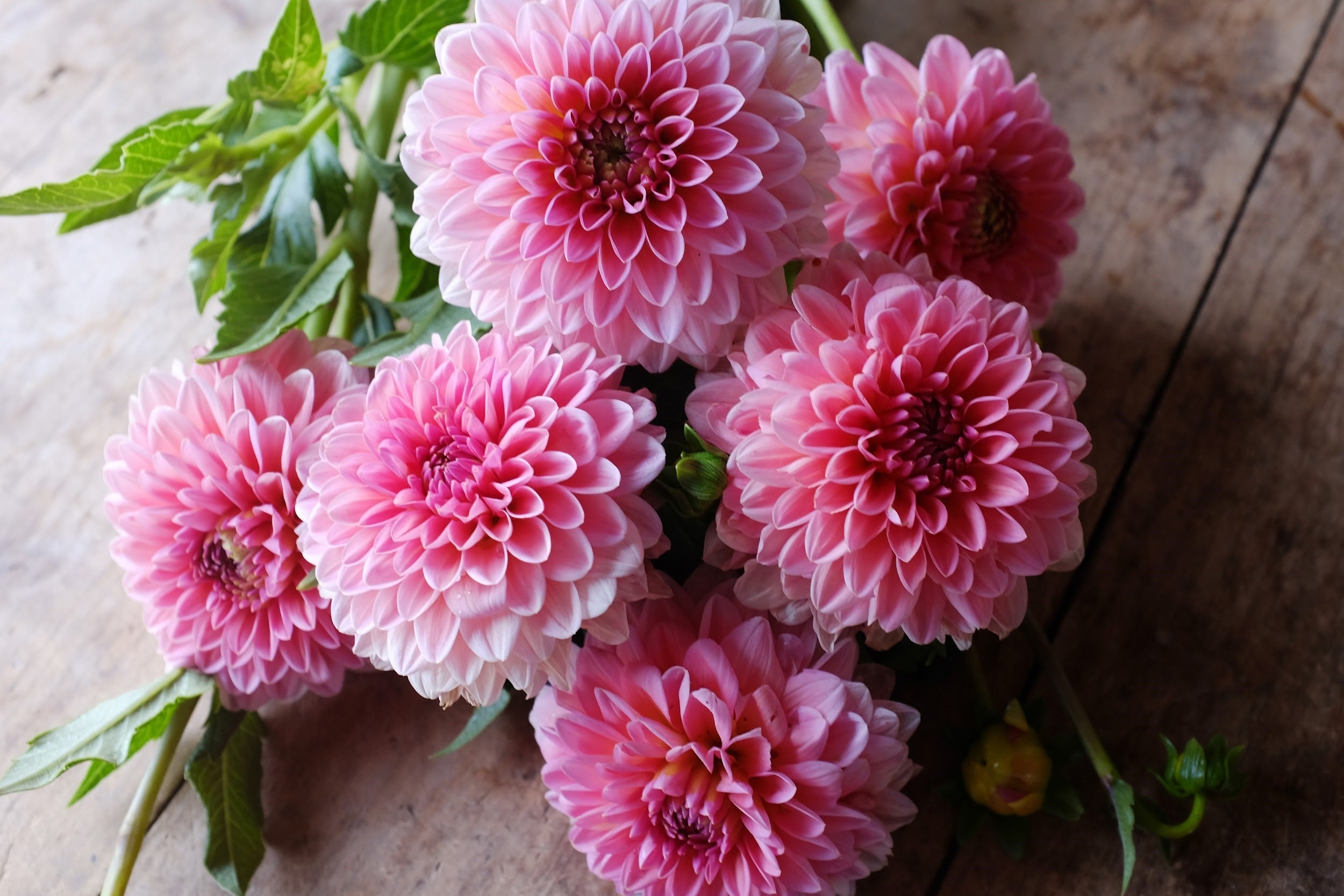 Bright pink Dahlia Tubers