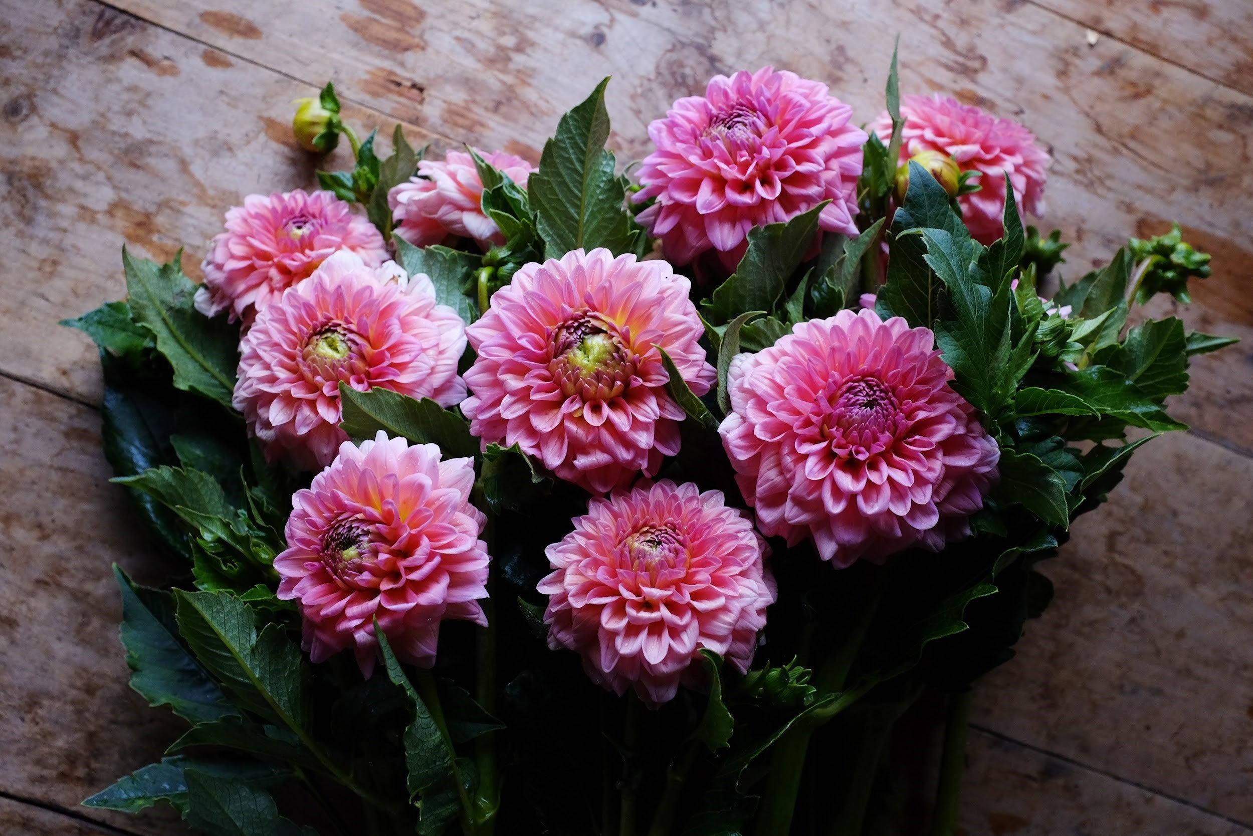Bright pink Dahlia Tubers