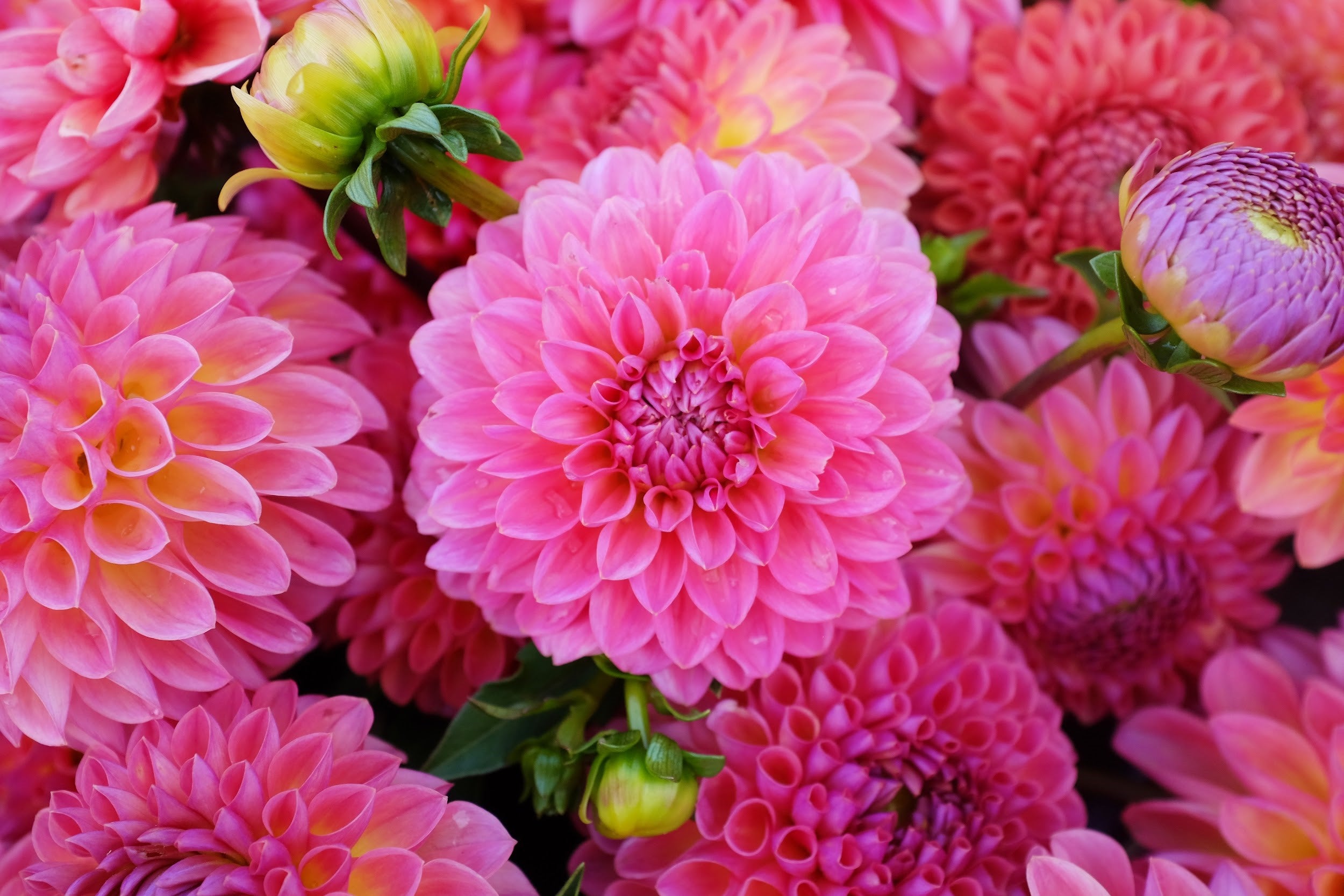 Bright pink Dahlia Tubers