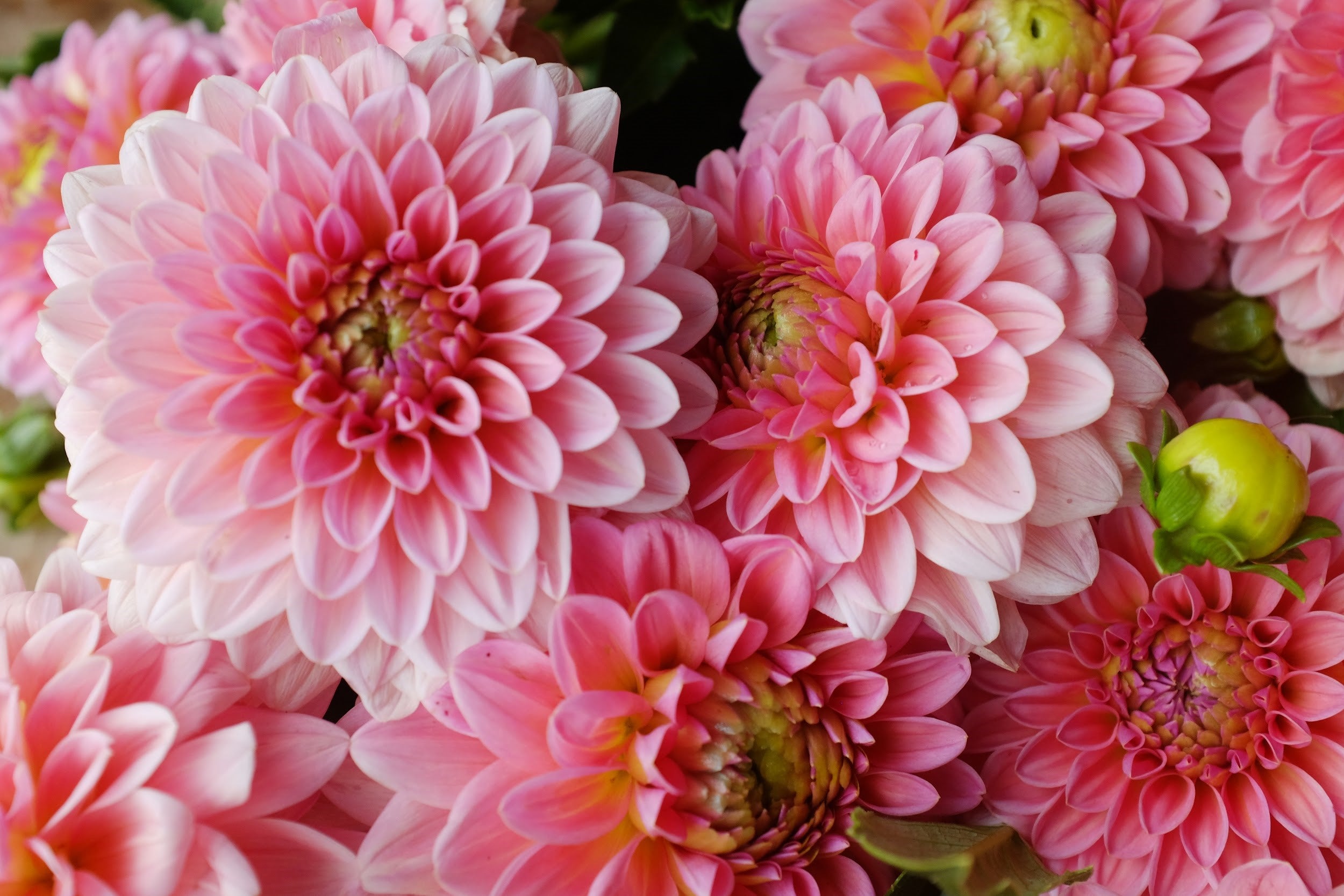 Coral and salmon Dahlia Tubers