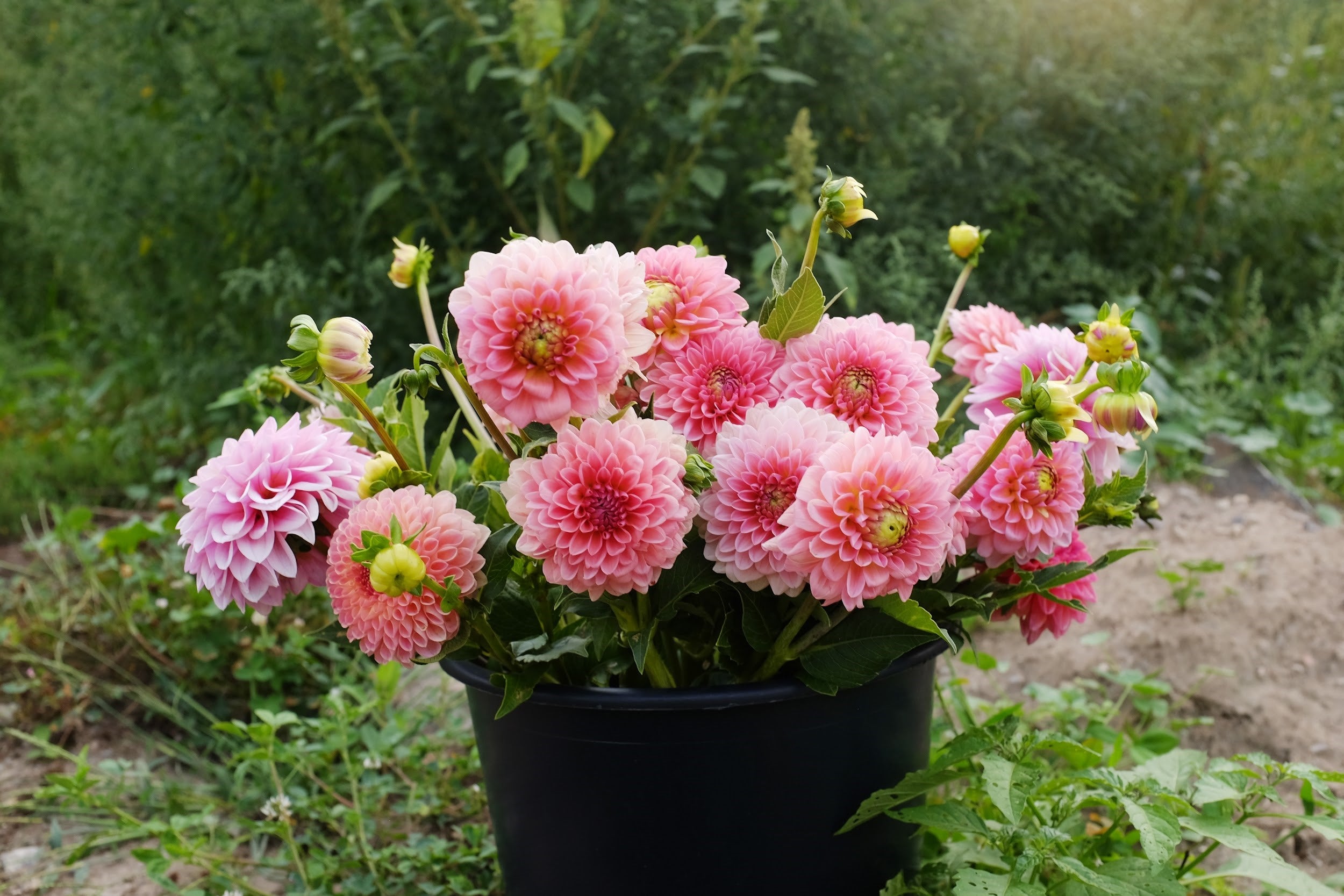 Coral and salmon Dahlia Tubers