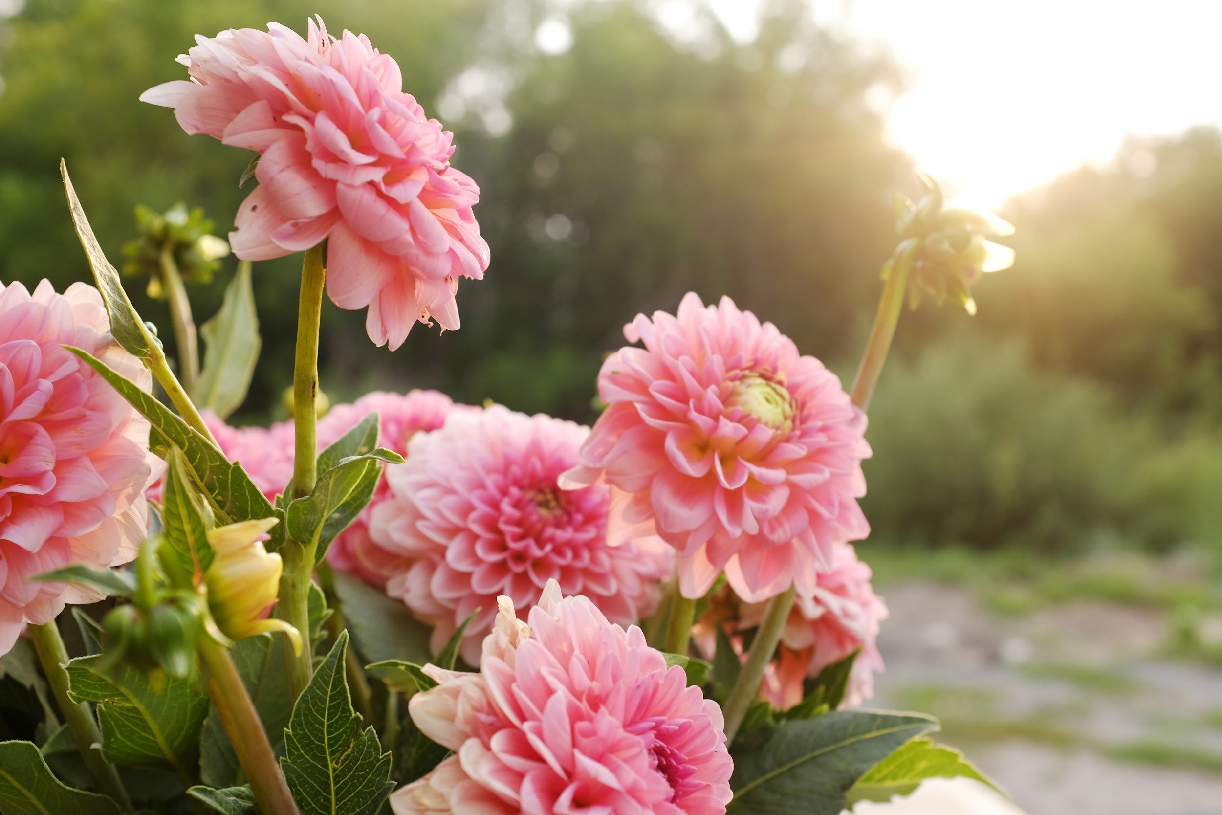 Coral and salmon Dahlia Tubers