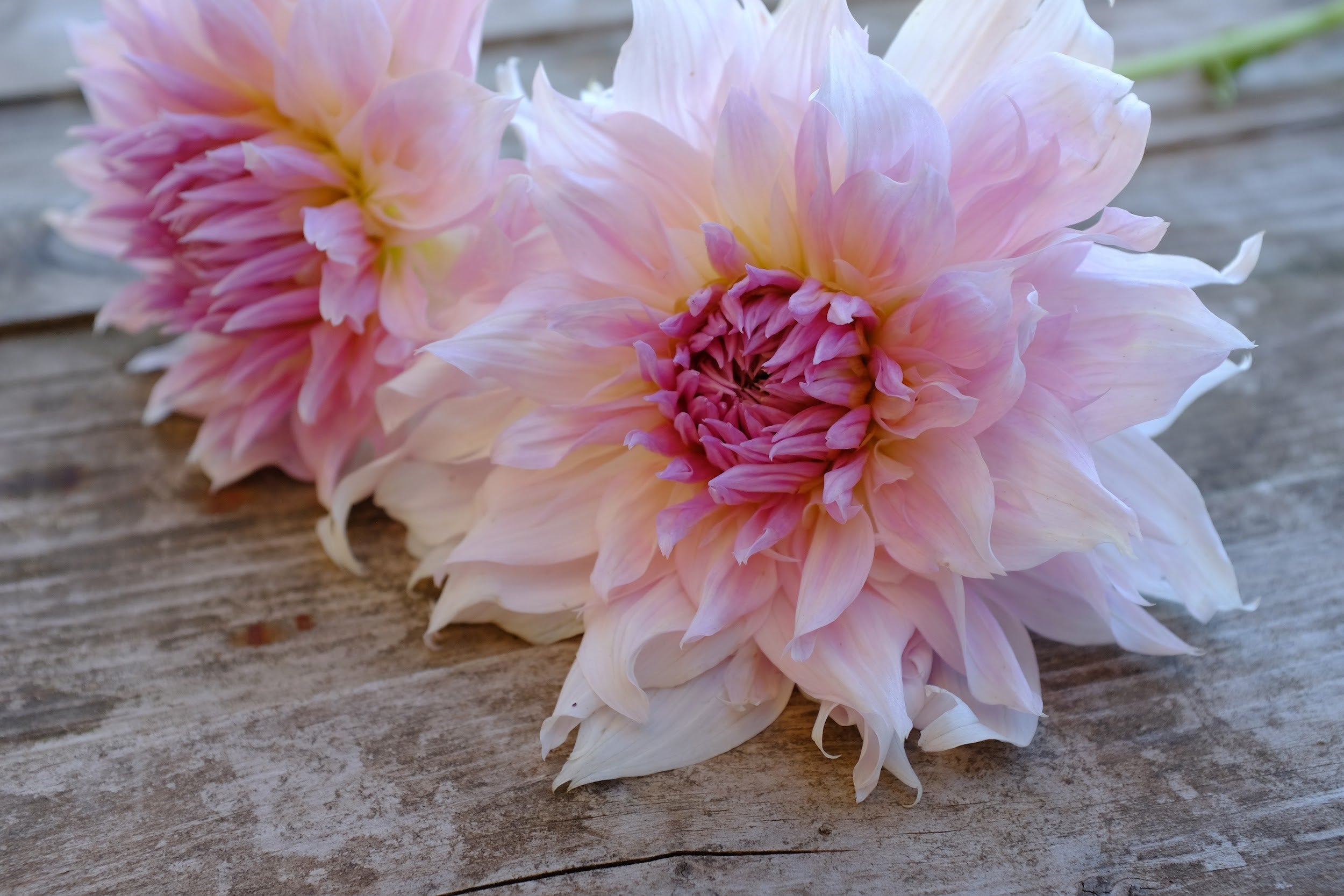 Blush pink and lavender Dahlia Tubers