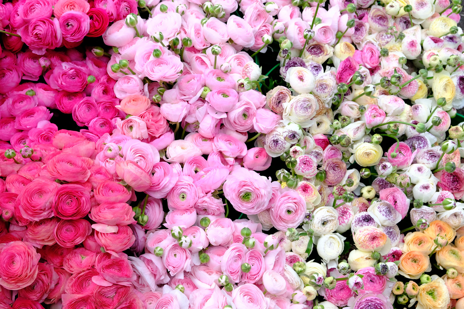 How To Grow Ranunculus and Anemones