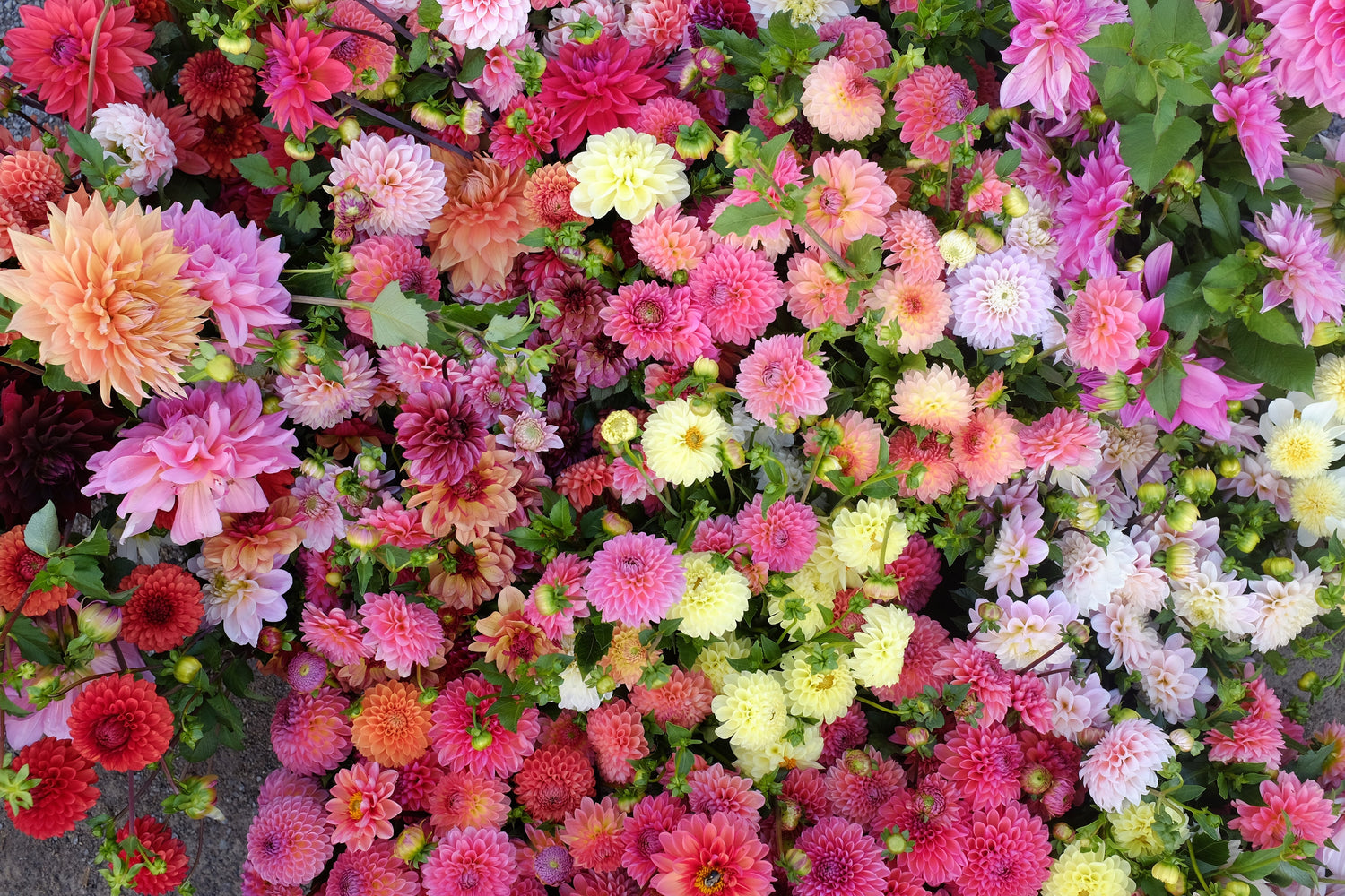 Flower Varieties Delivery Lebanon, Flowers Varieties Online