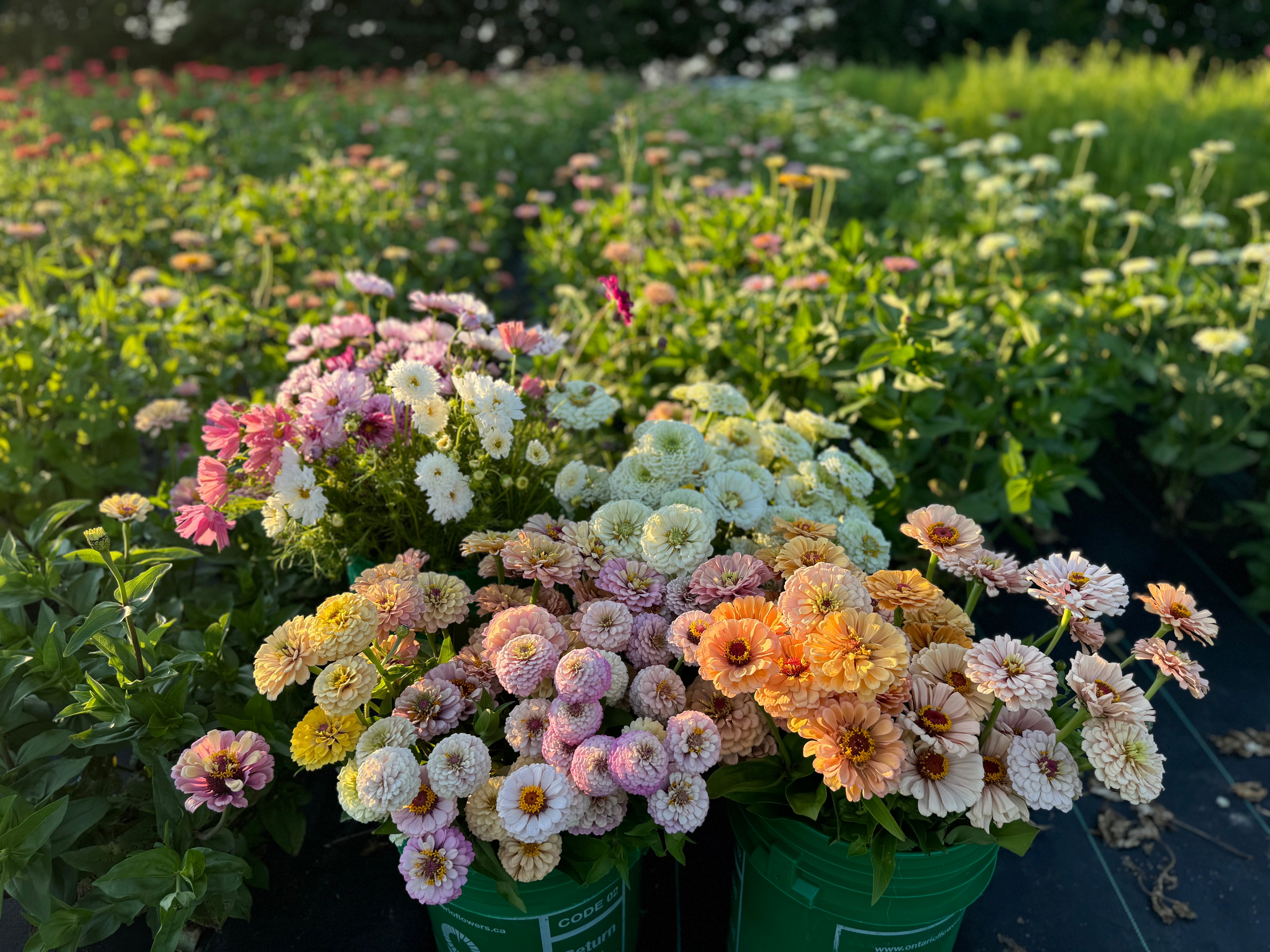 A Guide To Canadian Seed Growers