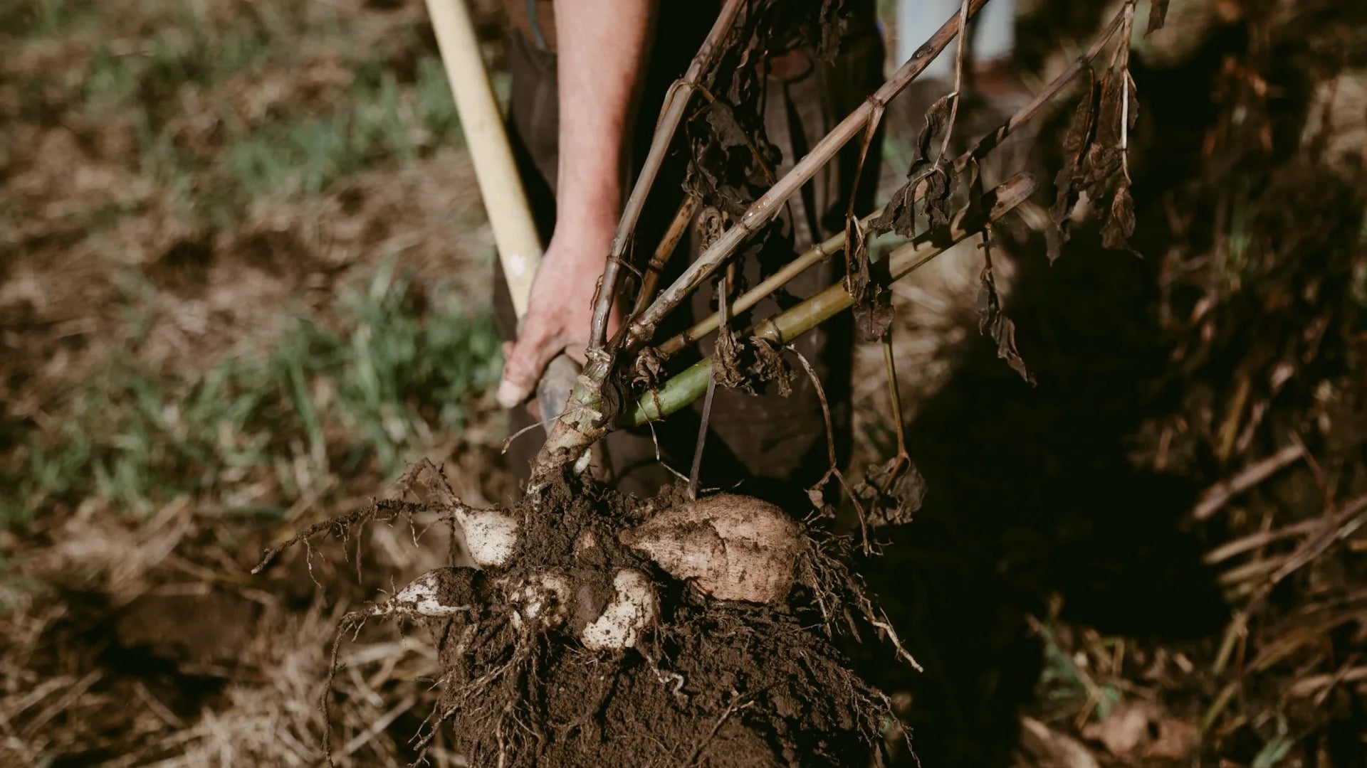 Person digging up Dahlias