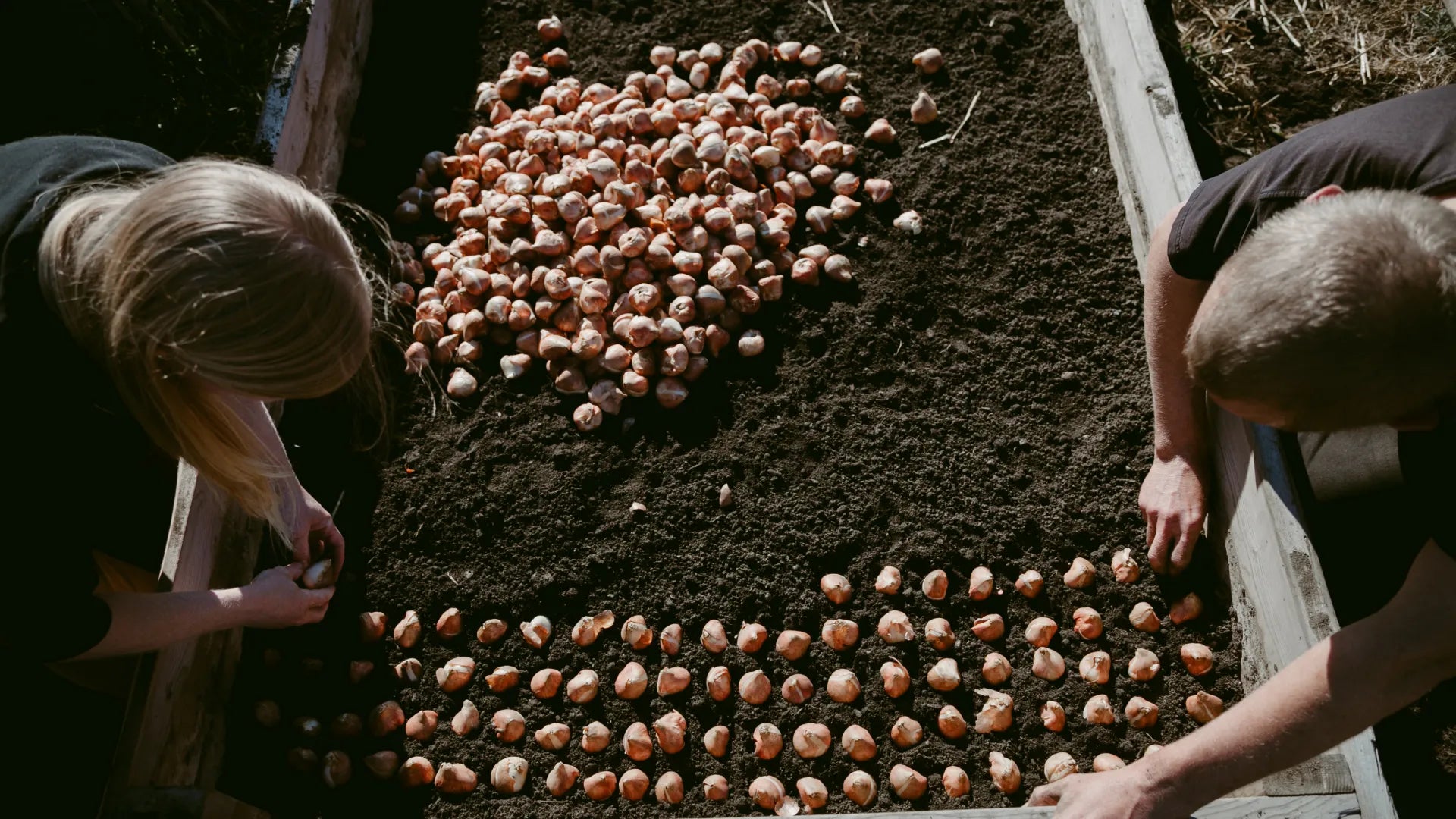 Two staff planting fall bulbs