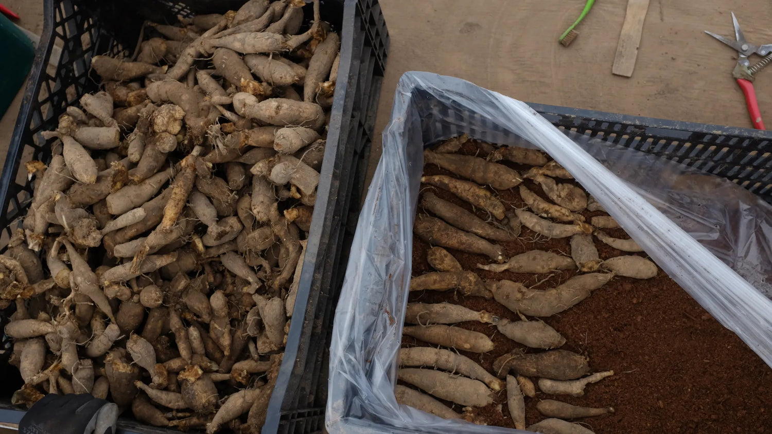 Dahlia Tubers being stored correctly