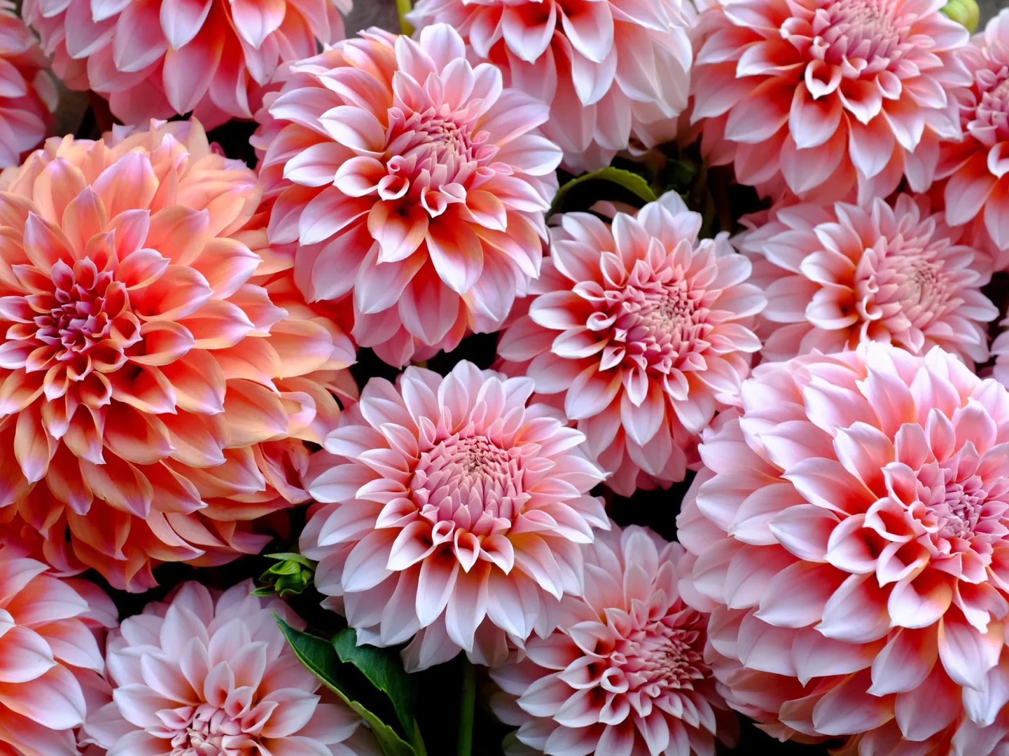 Dahlia Tubers - COMING SOON, SALES START MARCH 2026