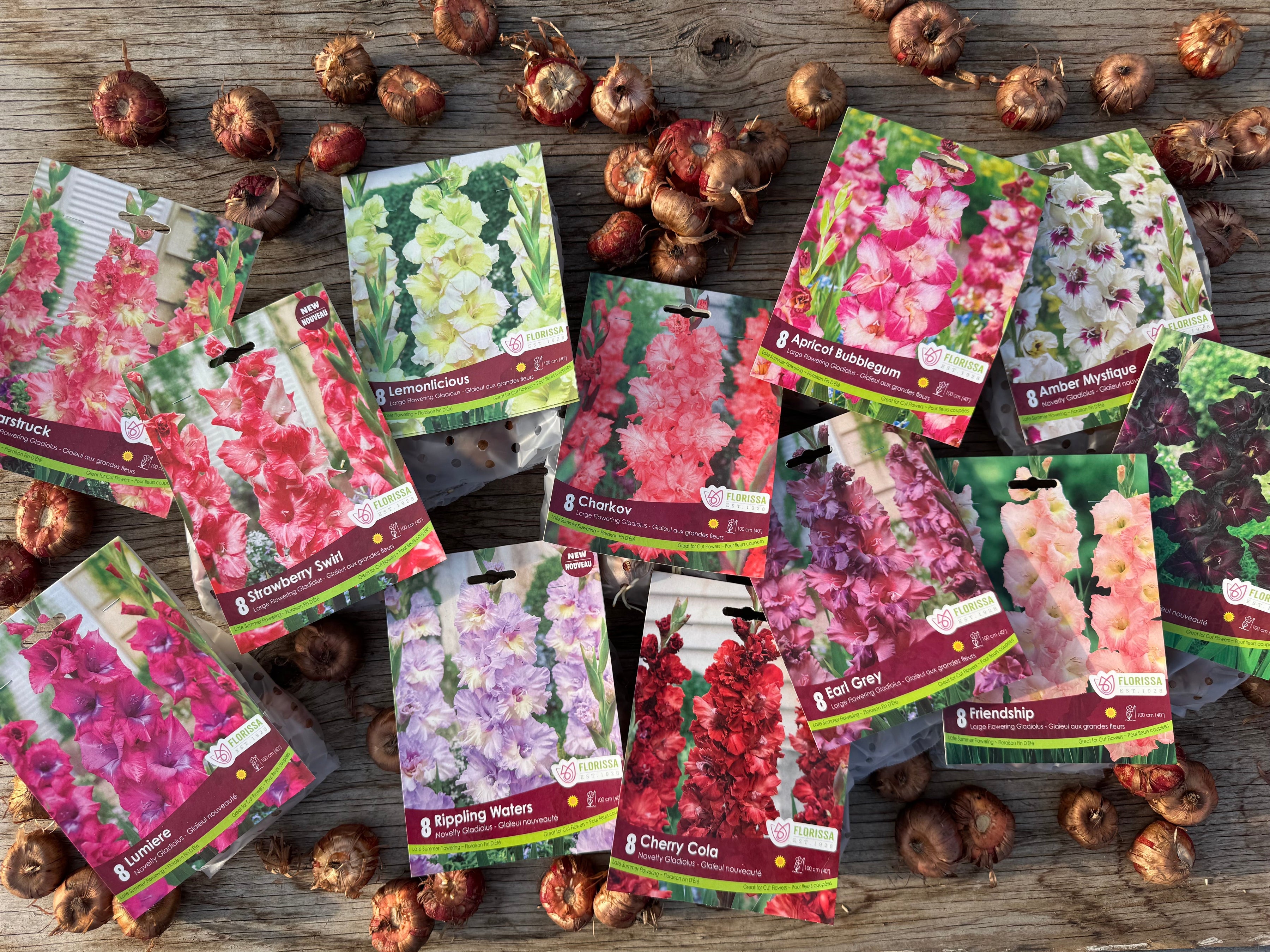 Ranunculus & Anemone Corms