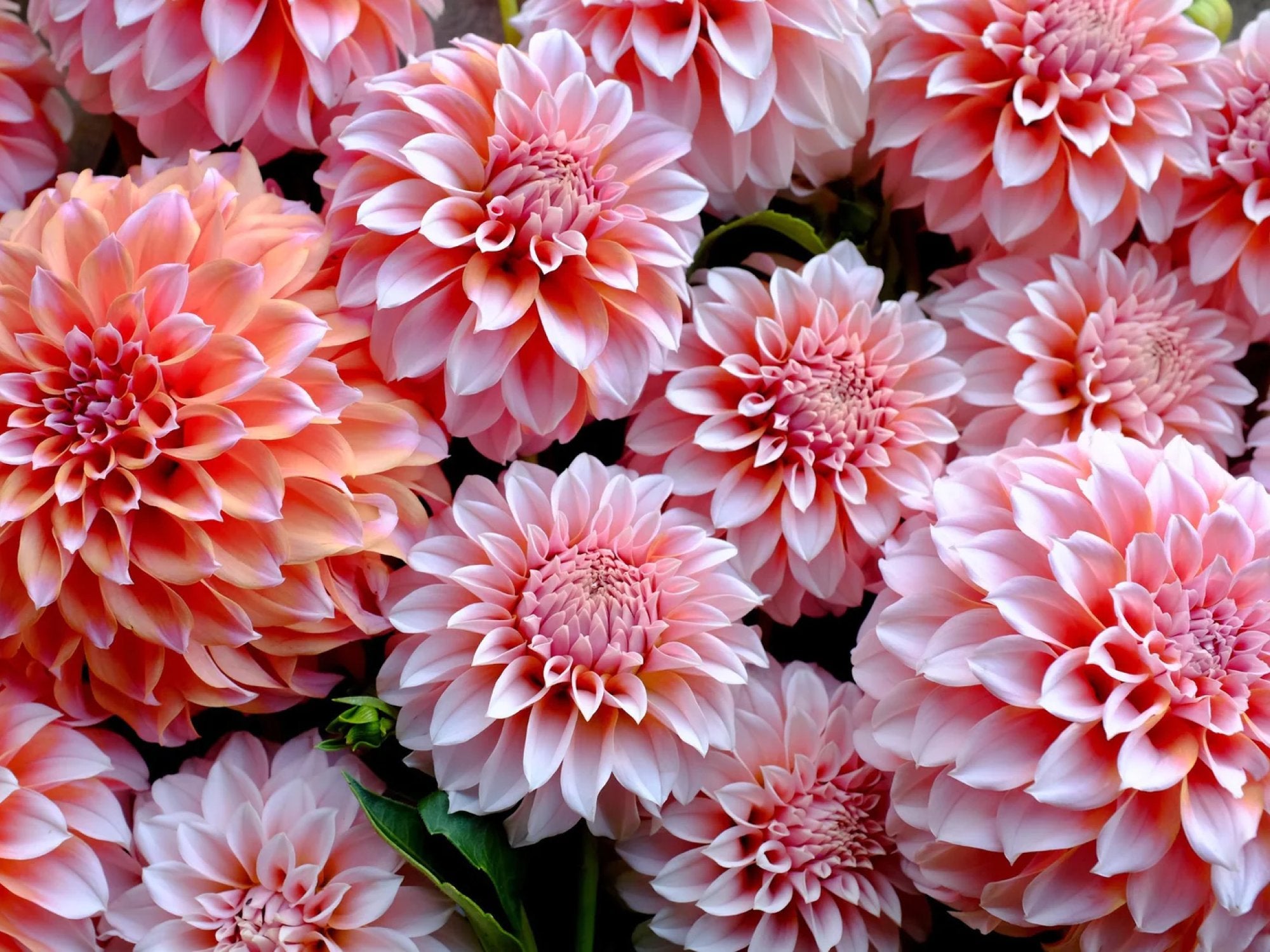 Dahlia Tubers