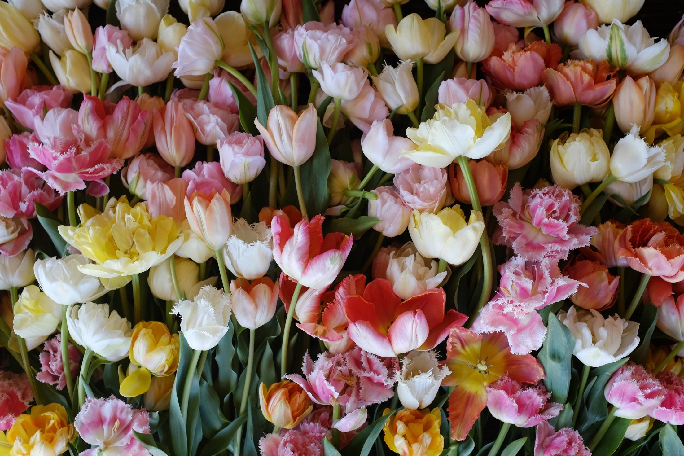Bulbs and Corms - COMING SOON!