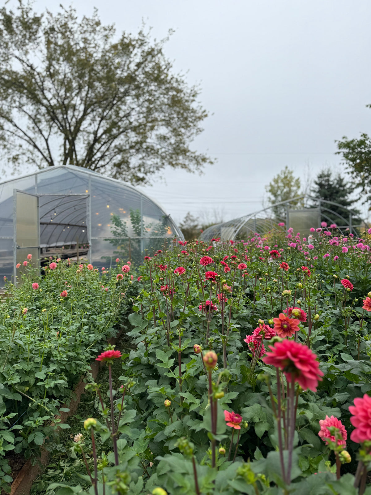 Salmon Runner Dahlia Tuber - *Not Sold Out* SALE COMING IN MARCH OF 2027