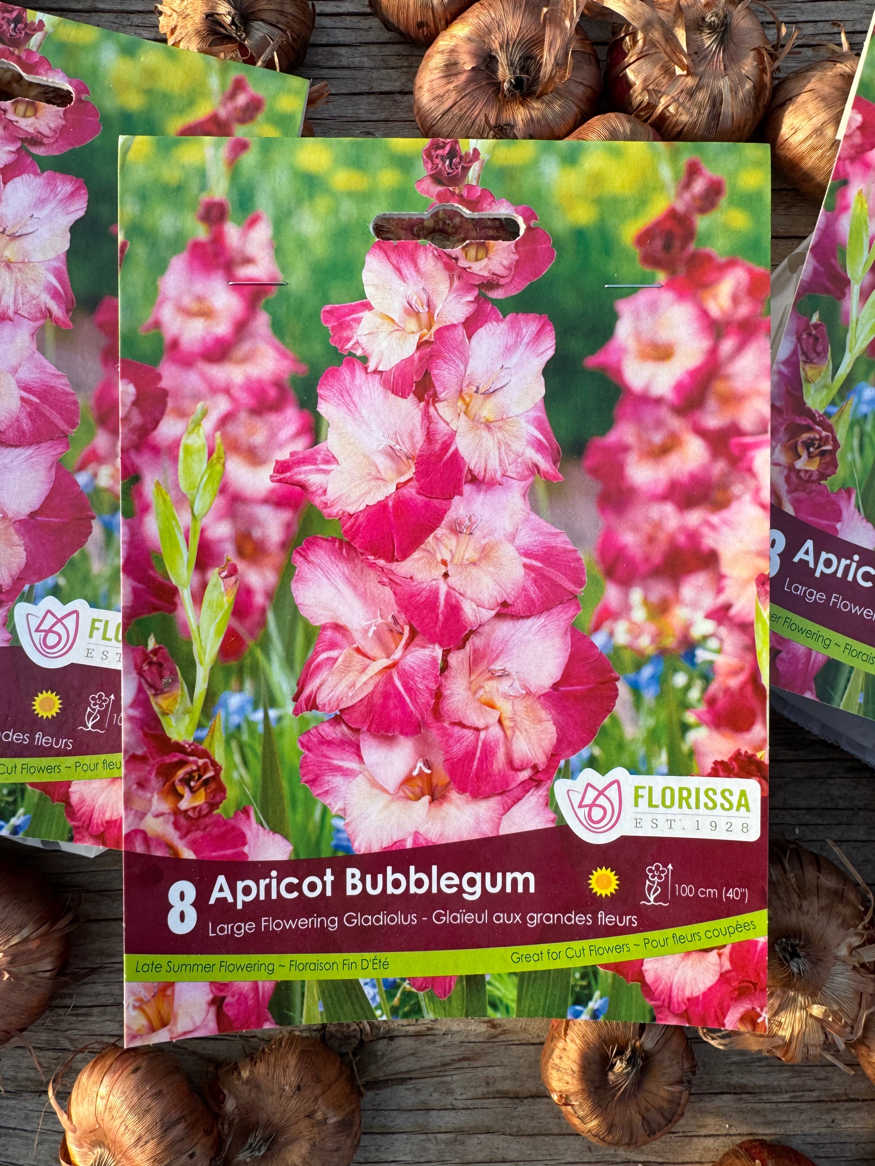 Apricot Bubblegum Gladiolus Corms