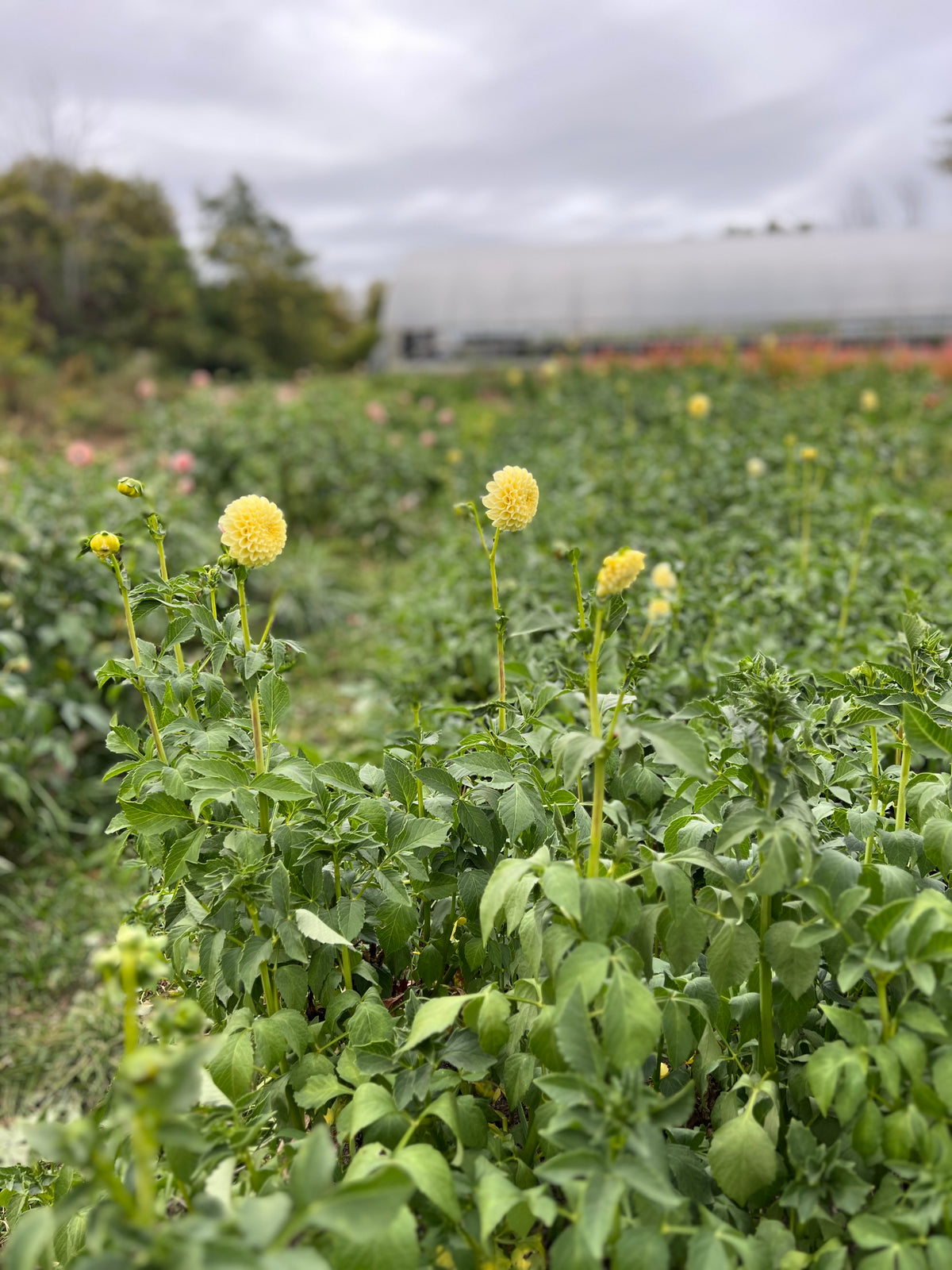 Creamy Dahlia Tuber - *Not Sold Out* SALE COMING IN MARCH OF 2027