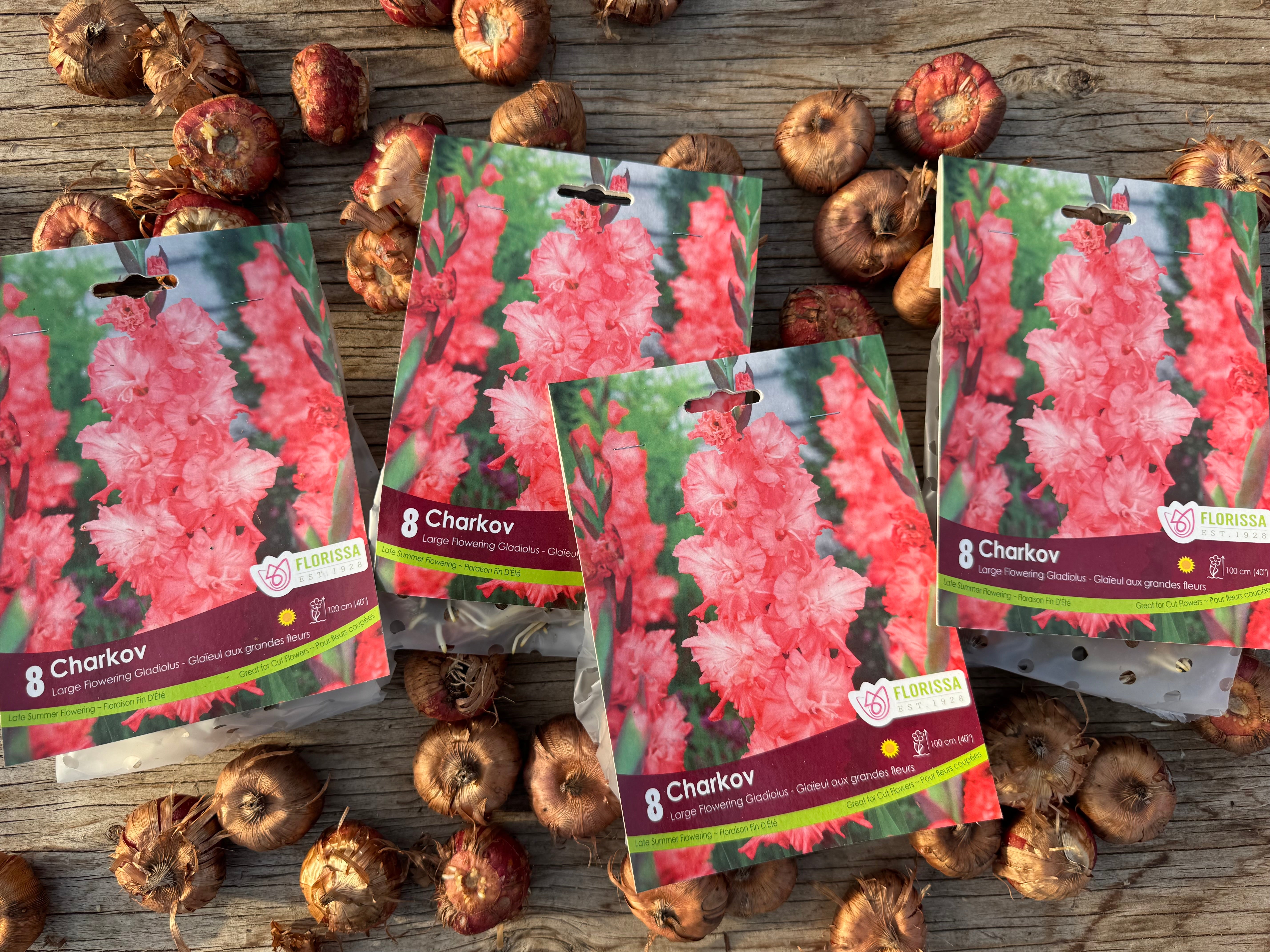 Charkov Gladiolus Corms
