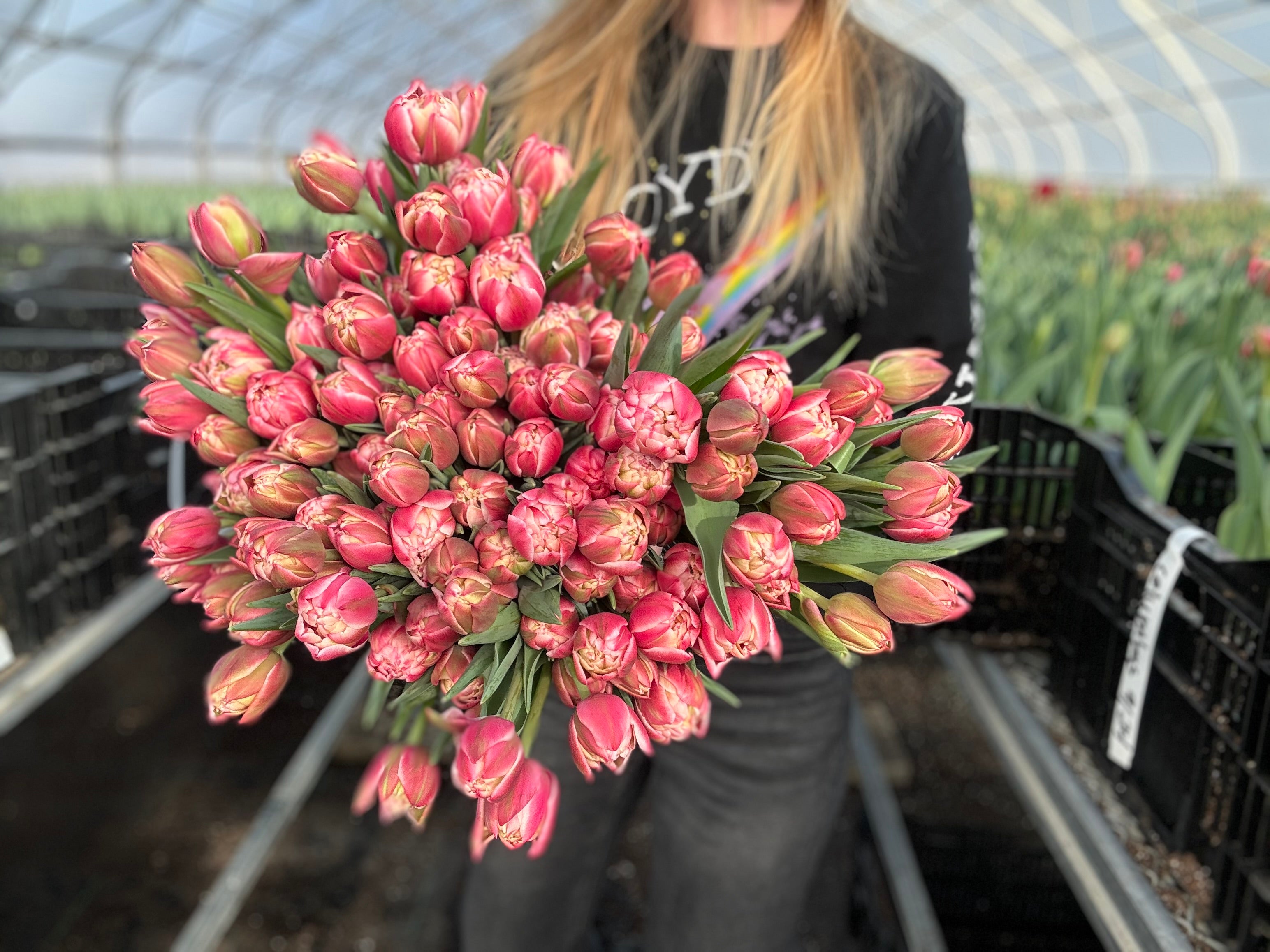 Columbus Tulip Bulbs - COMING SEPTEMBER 7TH AT 5PM