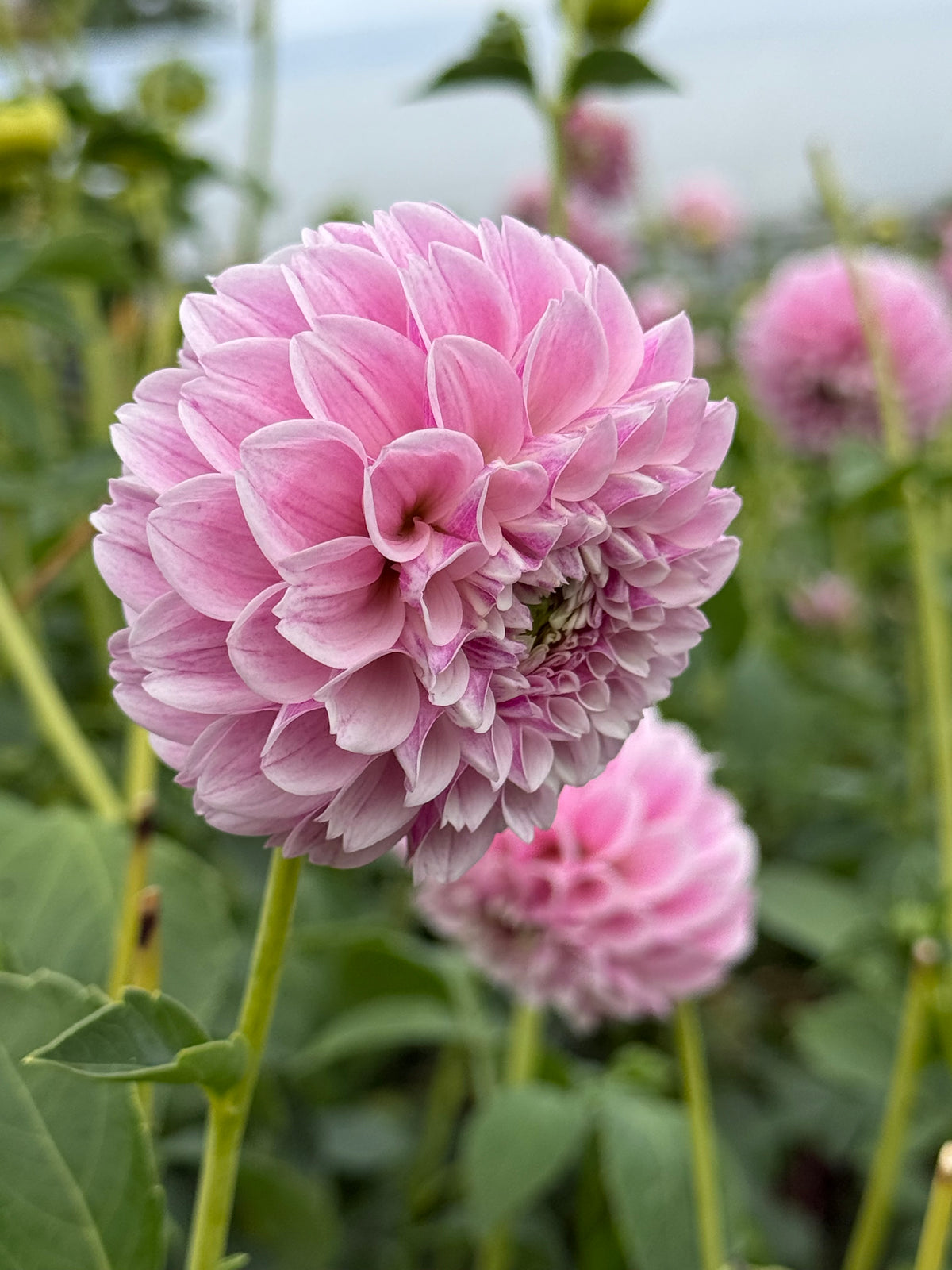 Opal Dahlia Tuber - *Product NOT sold out*  SALES START SUNDAY MARCH 1ST AT 4PM