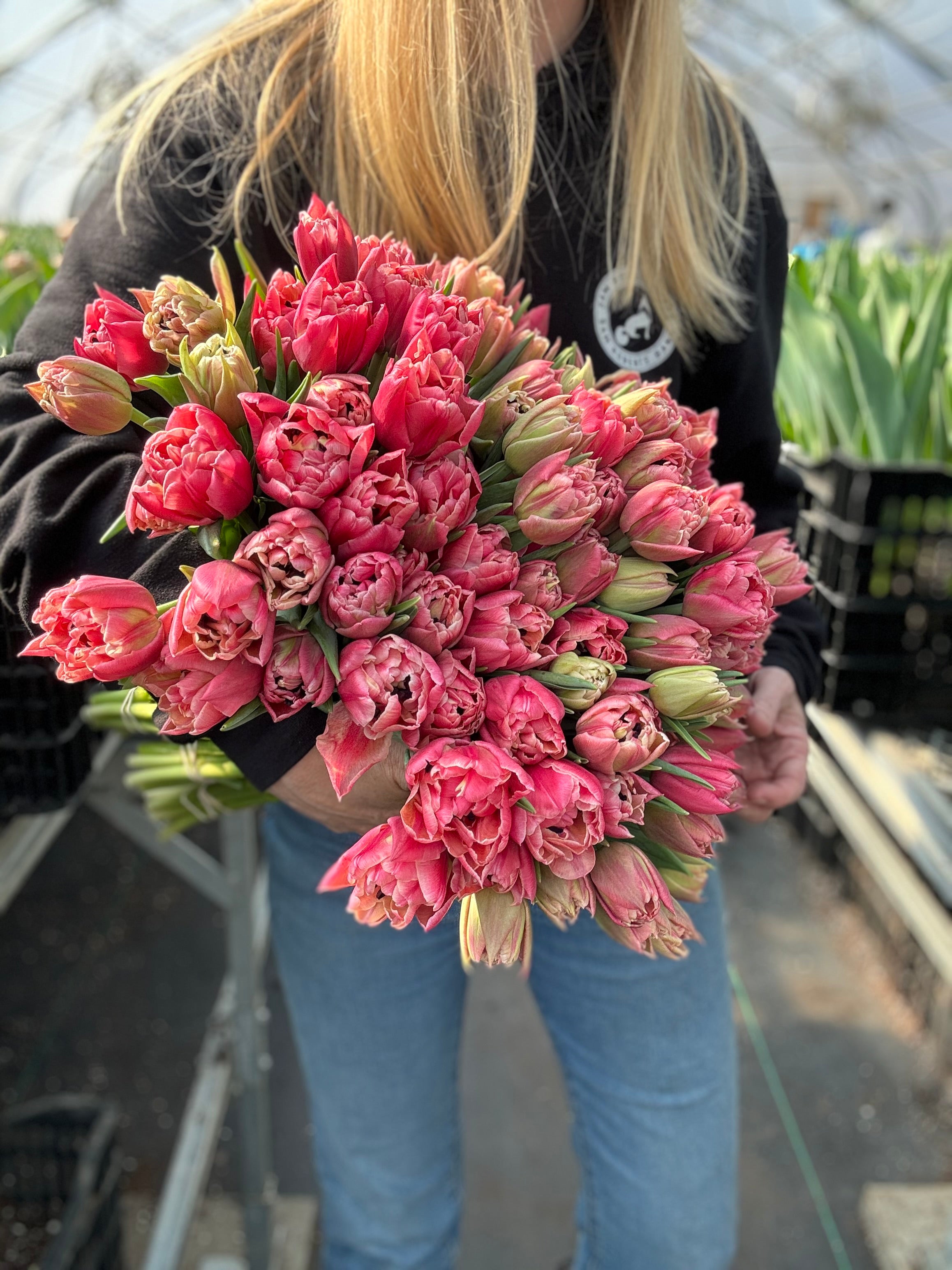 Verona Sunrise Tulip Bulbs - COMING SEPTEMBER 7TH AT 5PM