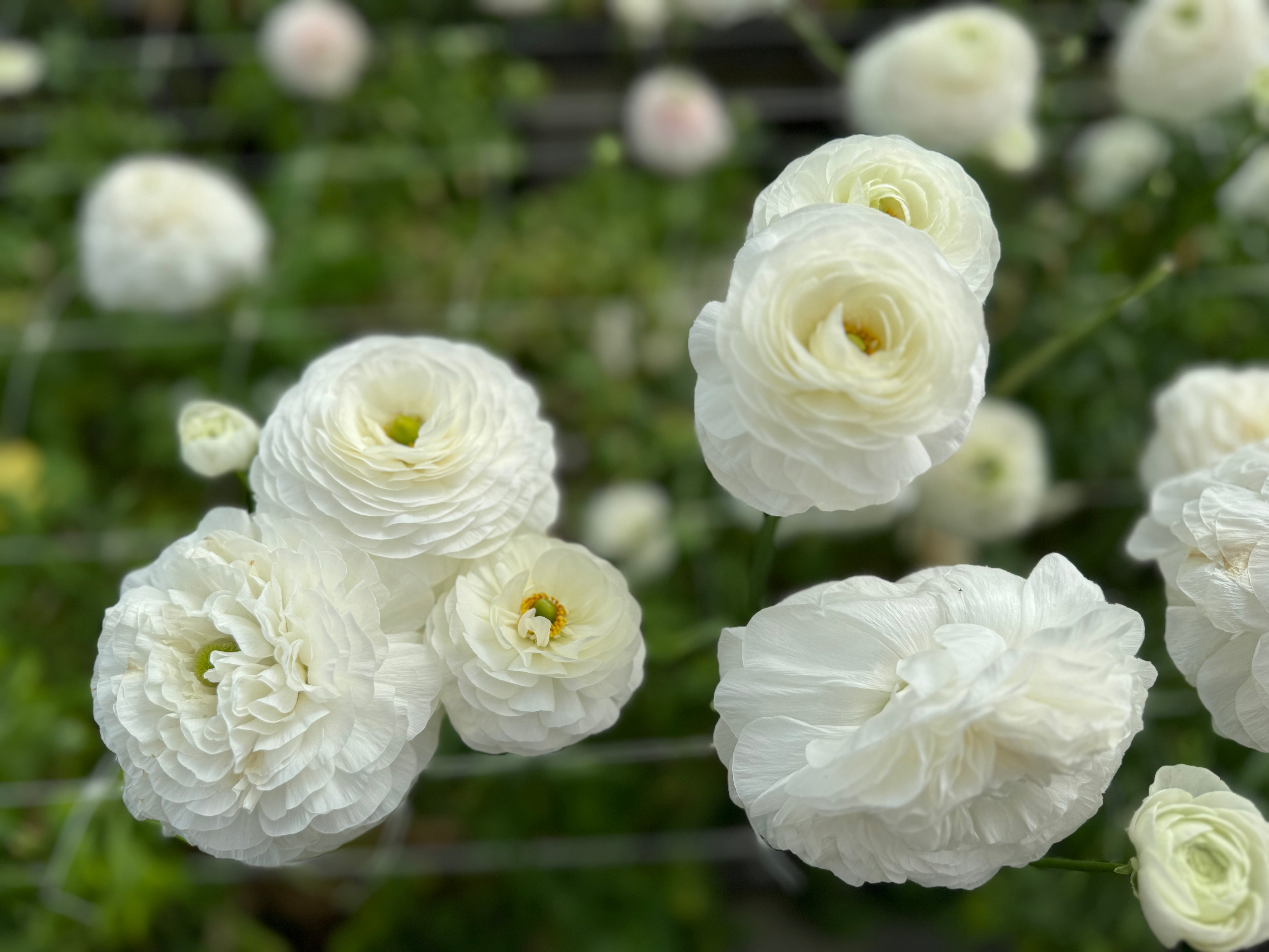 Italian Ranunculus Bianco Corms - COMING SEPTEMBER 7TH AT 5PM