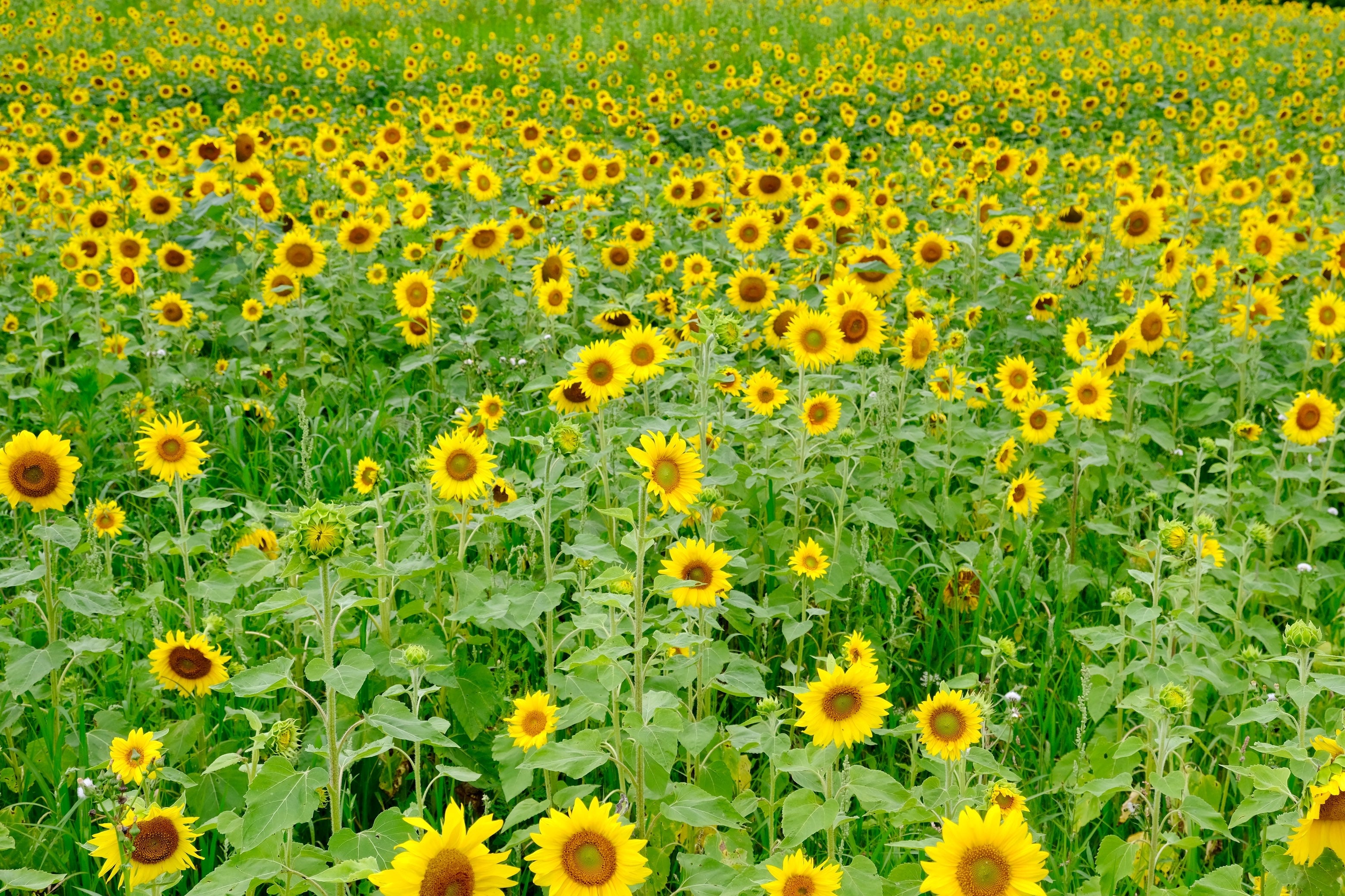 Sunflower Field Visit: Friday August 7th