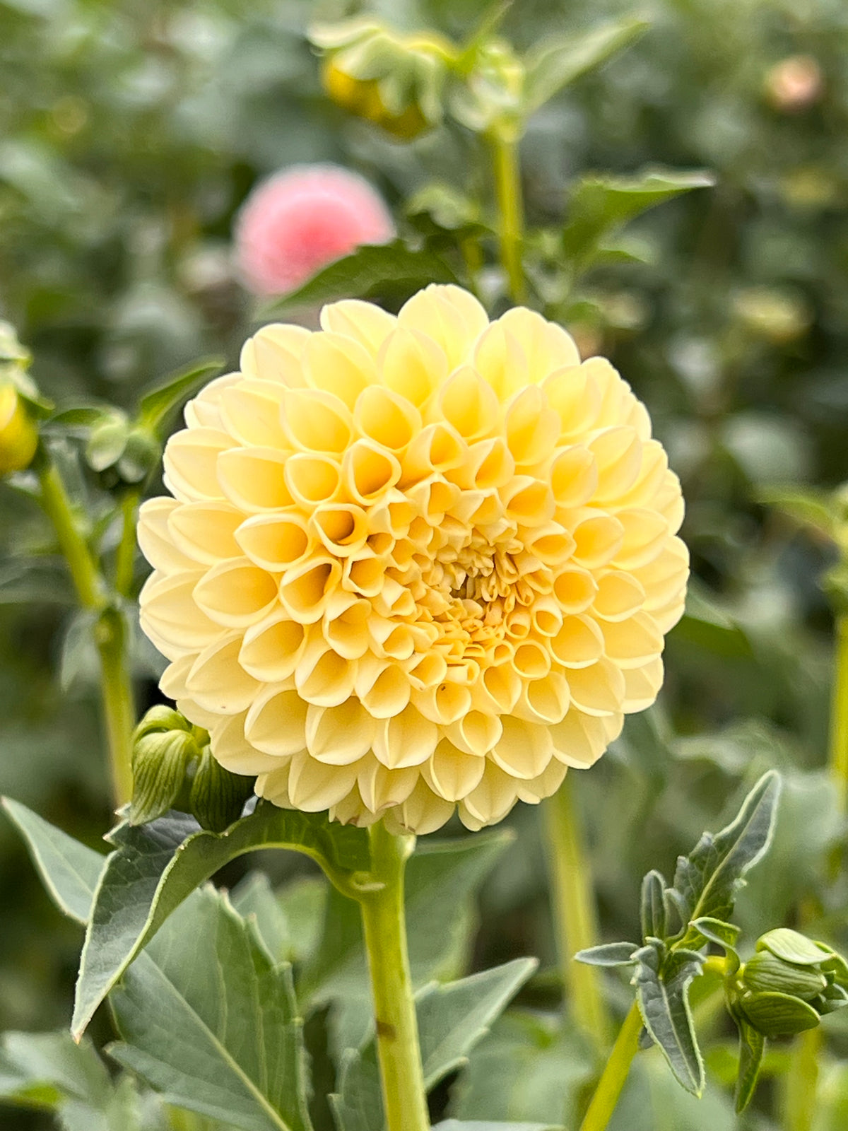 Creamy Dahlia Tuber - *Not Sold Out* SALE COMING IN MARCH OF 2027