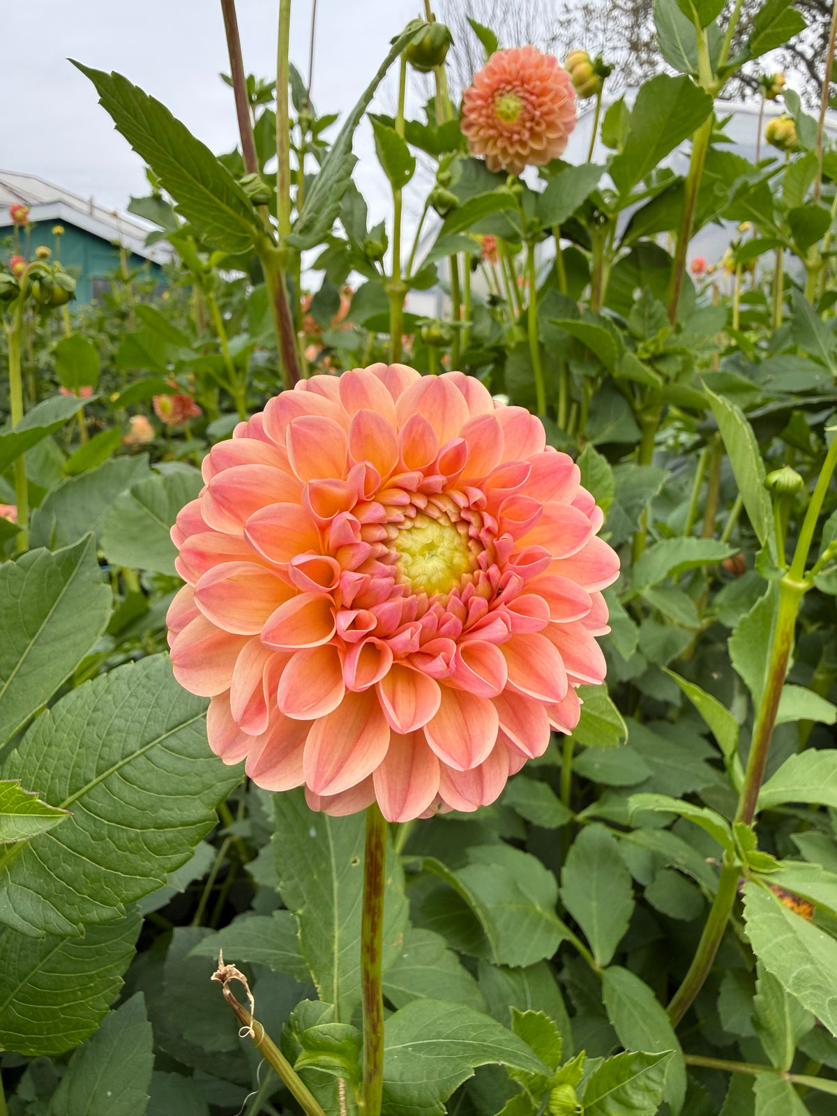 L.A.T.E Dahlia Tuber - *Not Sold Out* SALE COMING IN MARCH OF 2027