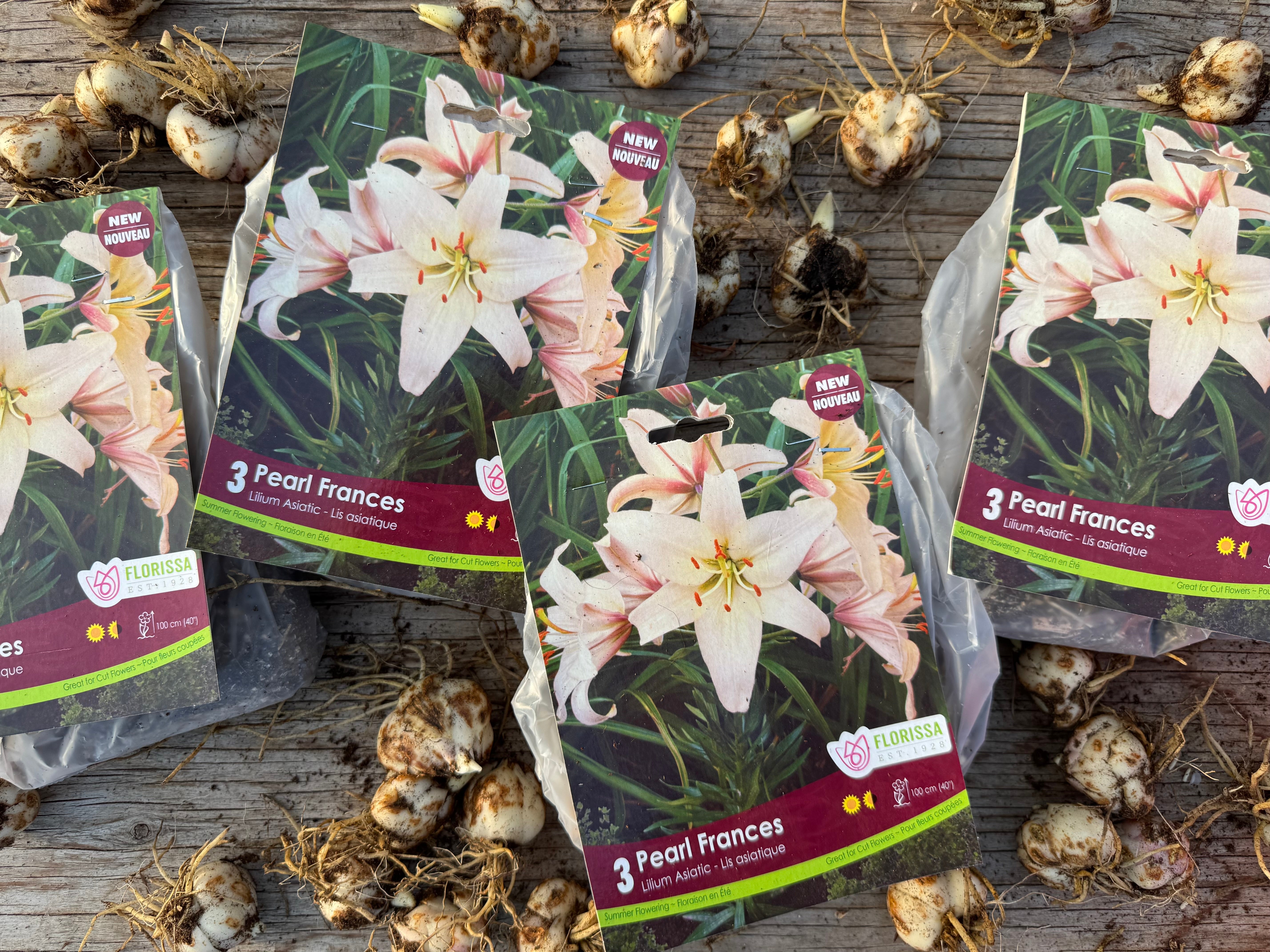 Pearl Frances Asiatic Lily Bulb