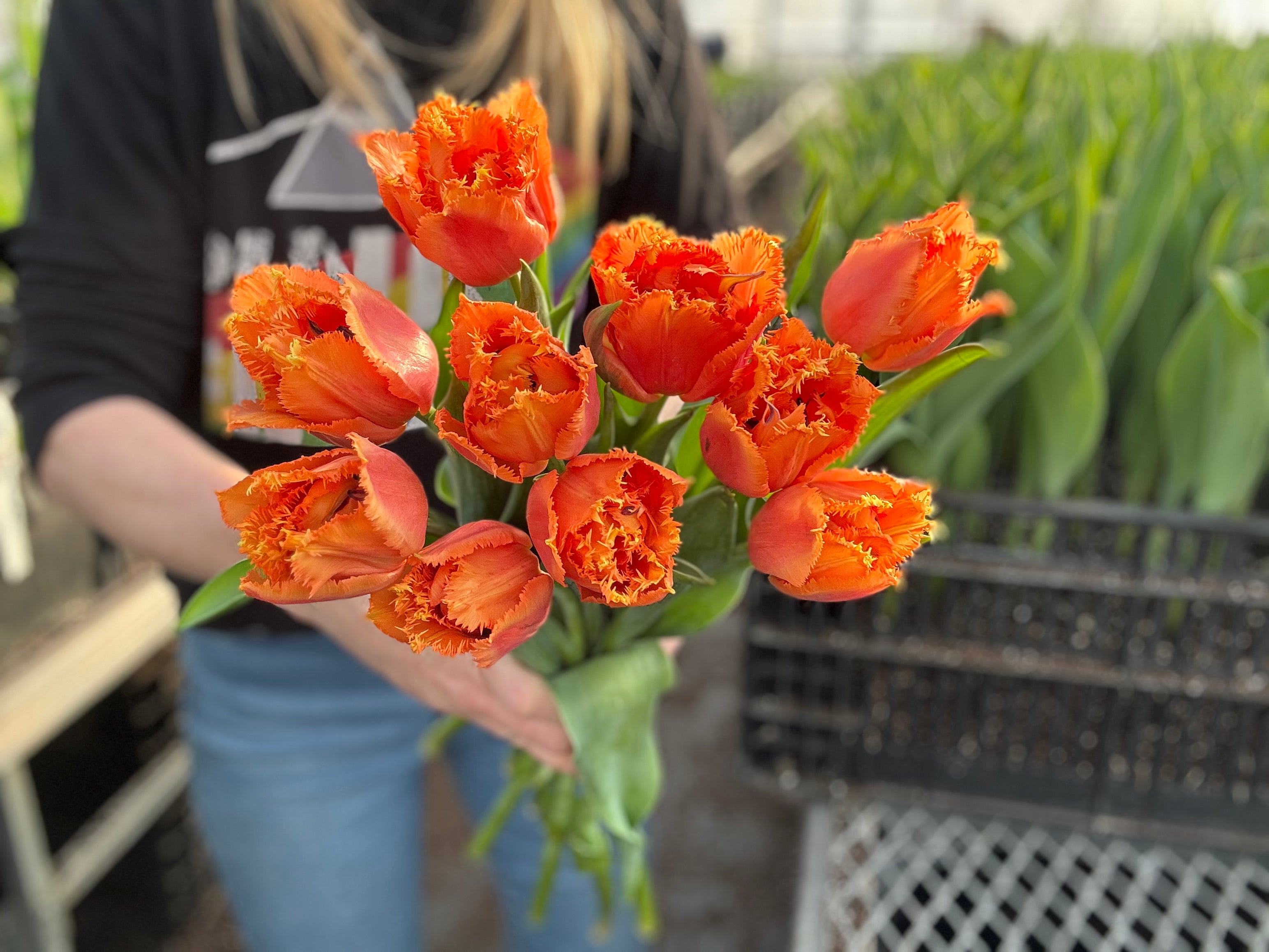 Someone holds a bouquet of bright orange tulips with fringed edges. 