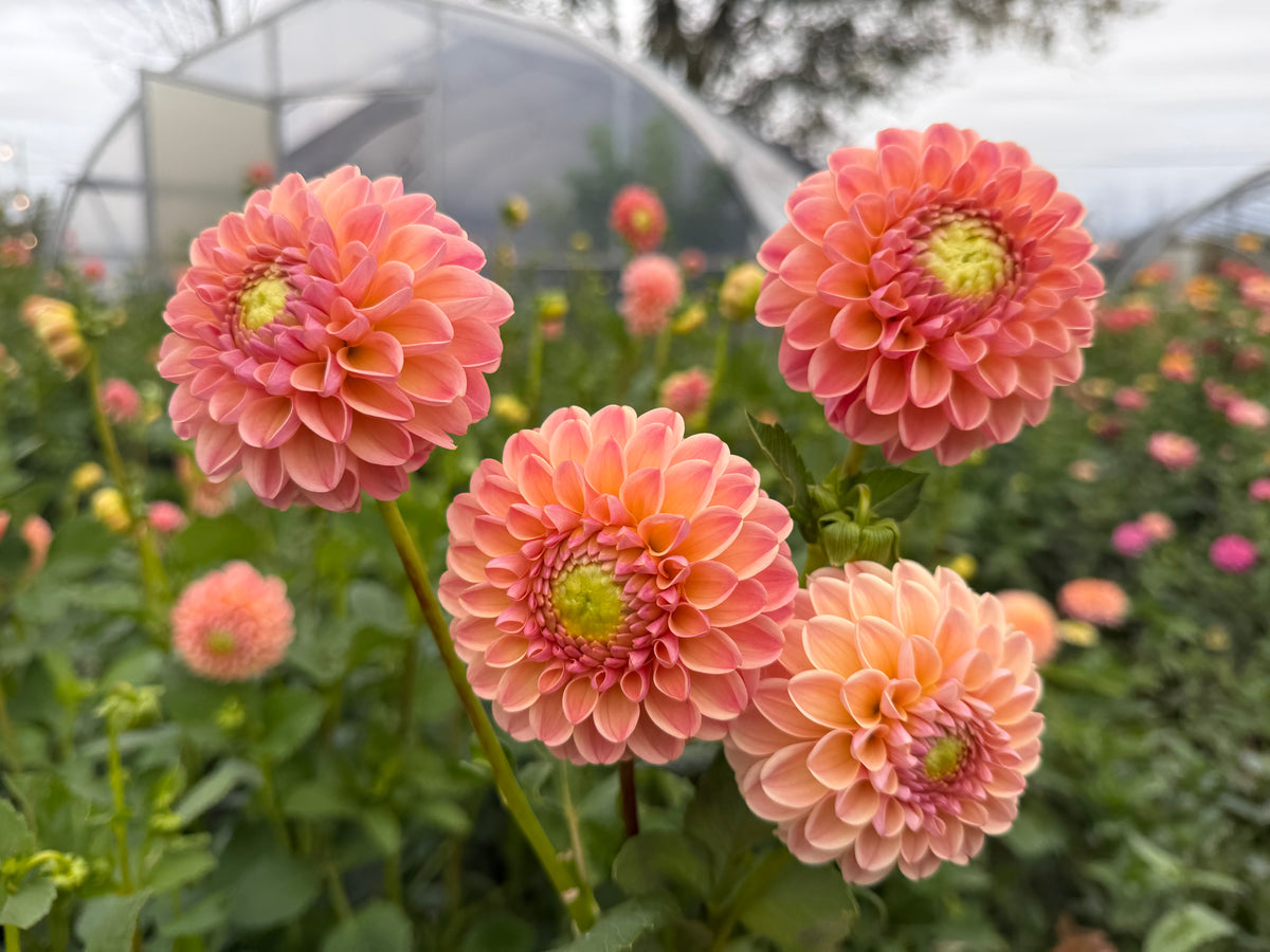 L.A.T.E Dahlia Tuber - *Not Sold Out* SALE COMING IN MARCH OF 2027