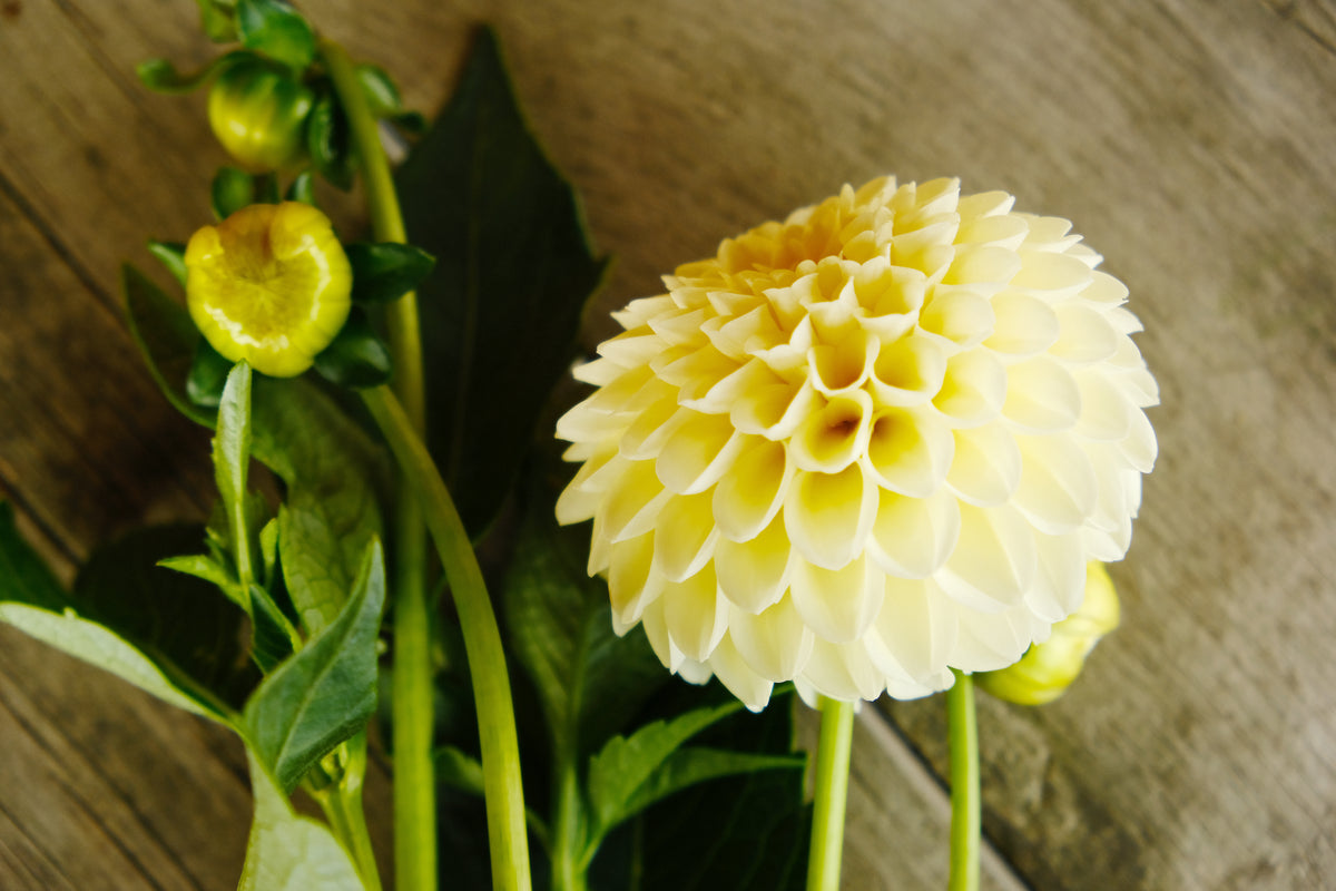 Creamy Dahlia Tuber - *Not Sold Out* SALE COMING IN MARCH OF 2027