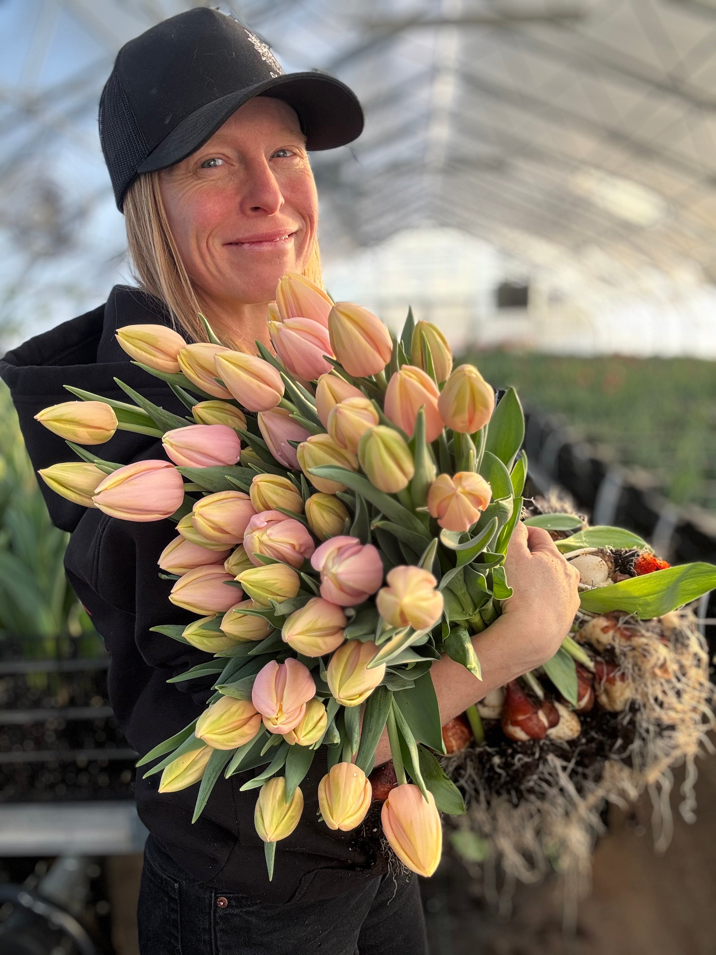 Mango Charm Tulip Bulbs - COMING SEPTEMBER 7TH AT 5PM