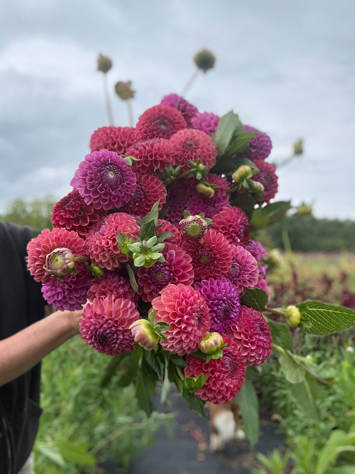 Caitlin's Joy Dahlia Tuber - *Not Sold Out* SALE COMING IN MARCH OF 2027
