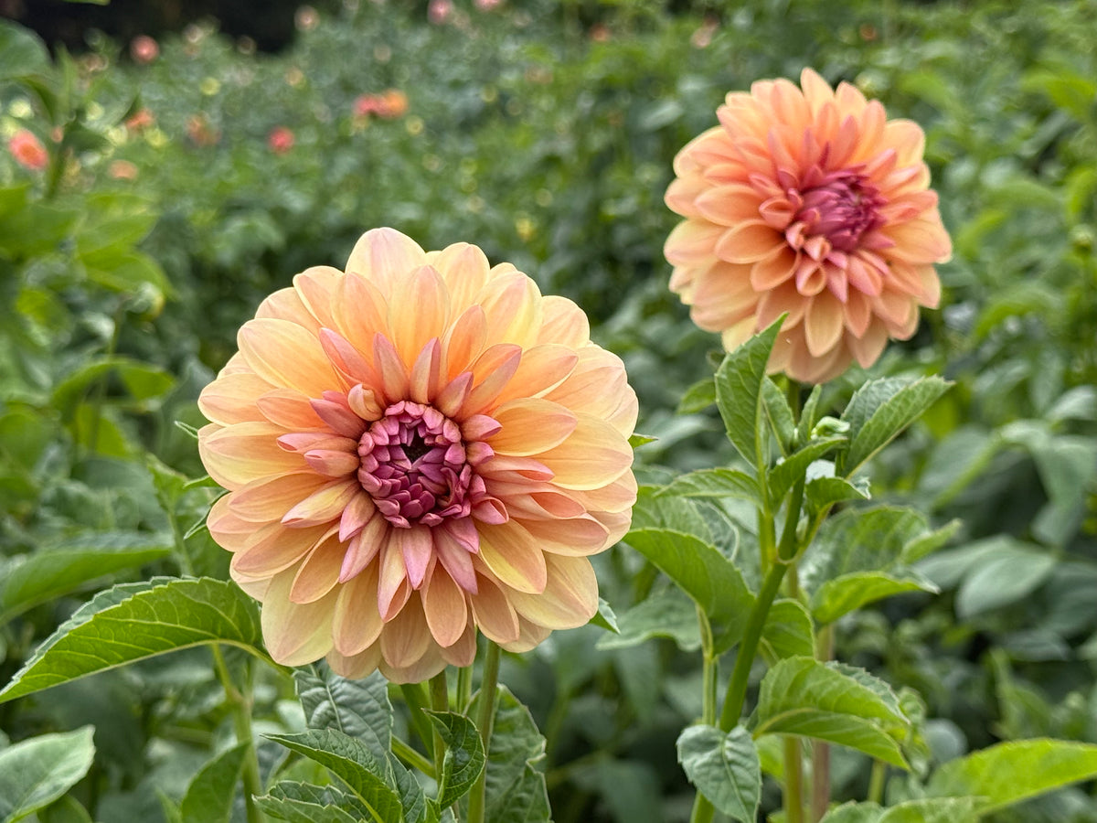 Sturm Sweet Maria Dahlia Tuber - *Not Sold Out* SALE COMING IN MARCH OF 2027