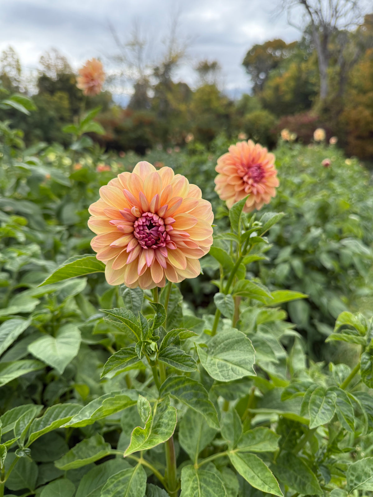Sturm Sweet Maria Dahlia Tuber - *Not Sold Out* SALE COMING IN MARCH OF 2027